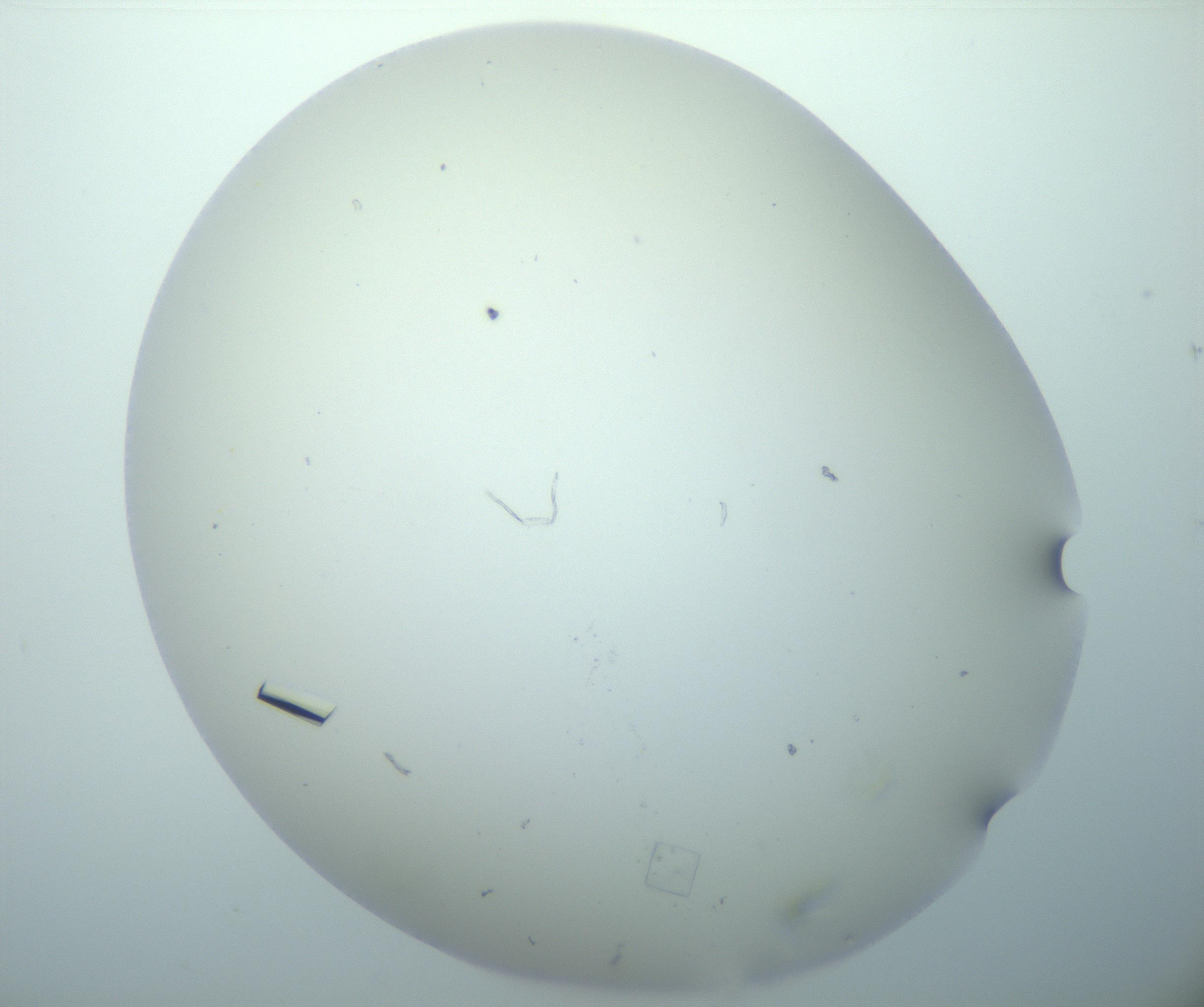 RI01_03_000_0212_Proj1_Clon1_MC_0000MC102856_015_161215_05_02_02_00_99_002_001_RAI.jpg