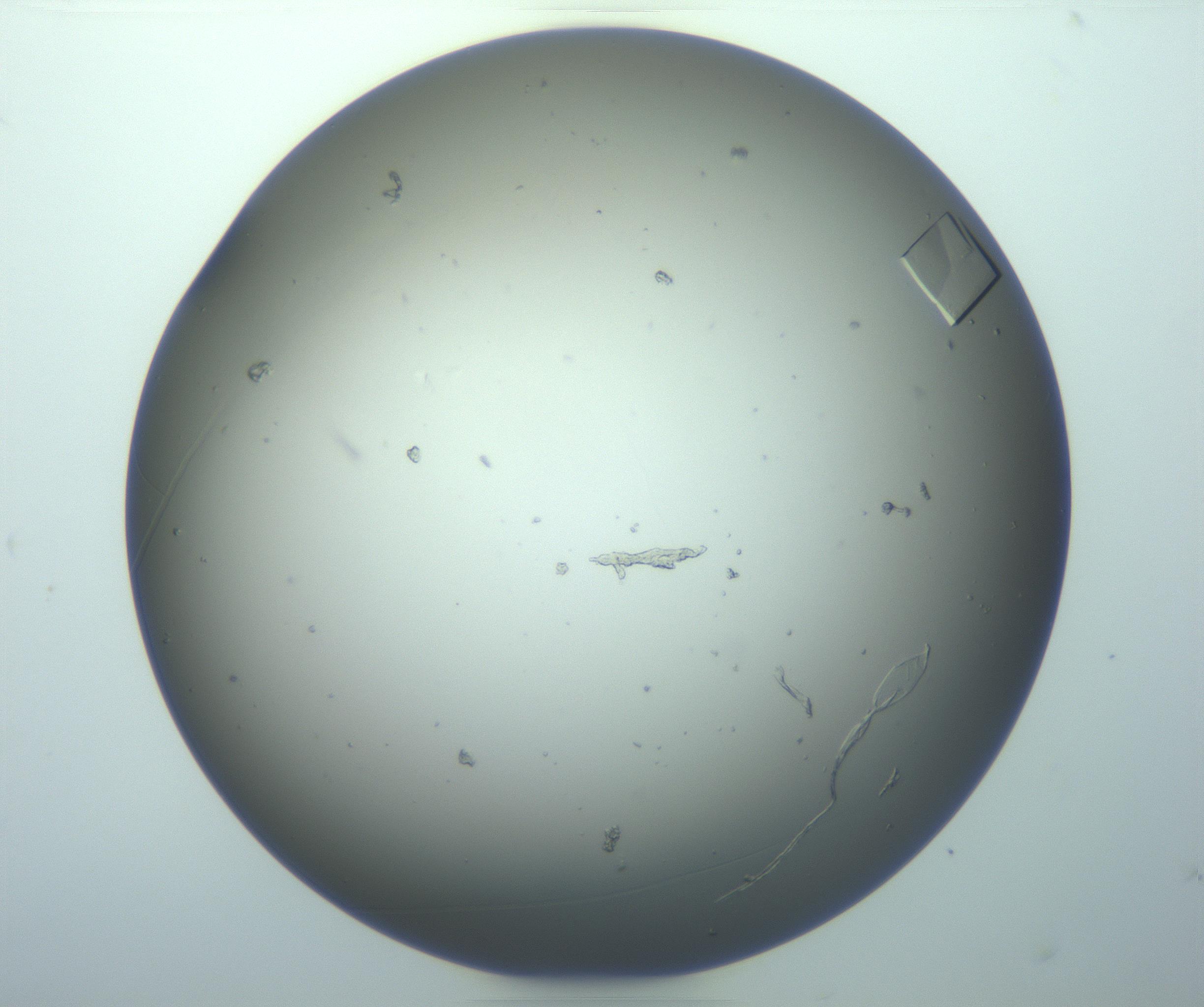 RI01_03_000_0212_Proj1_Clon1_MC_0000MC102856_015_161215_07_08_01_00_99_002_001_RAI.jpg