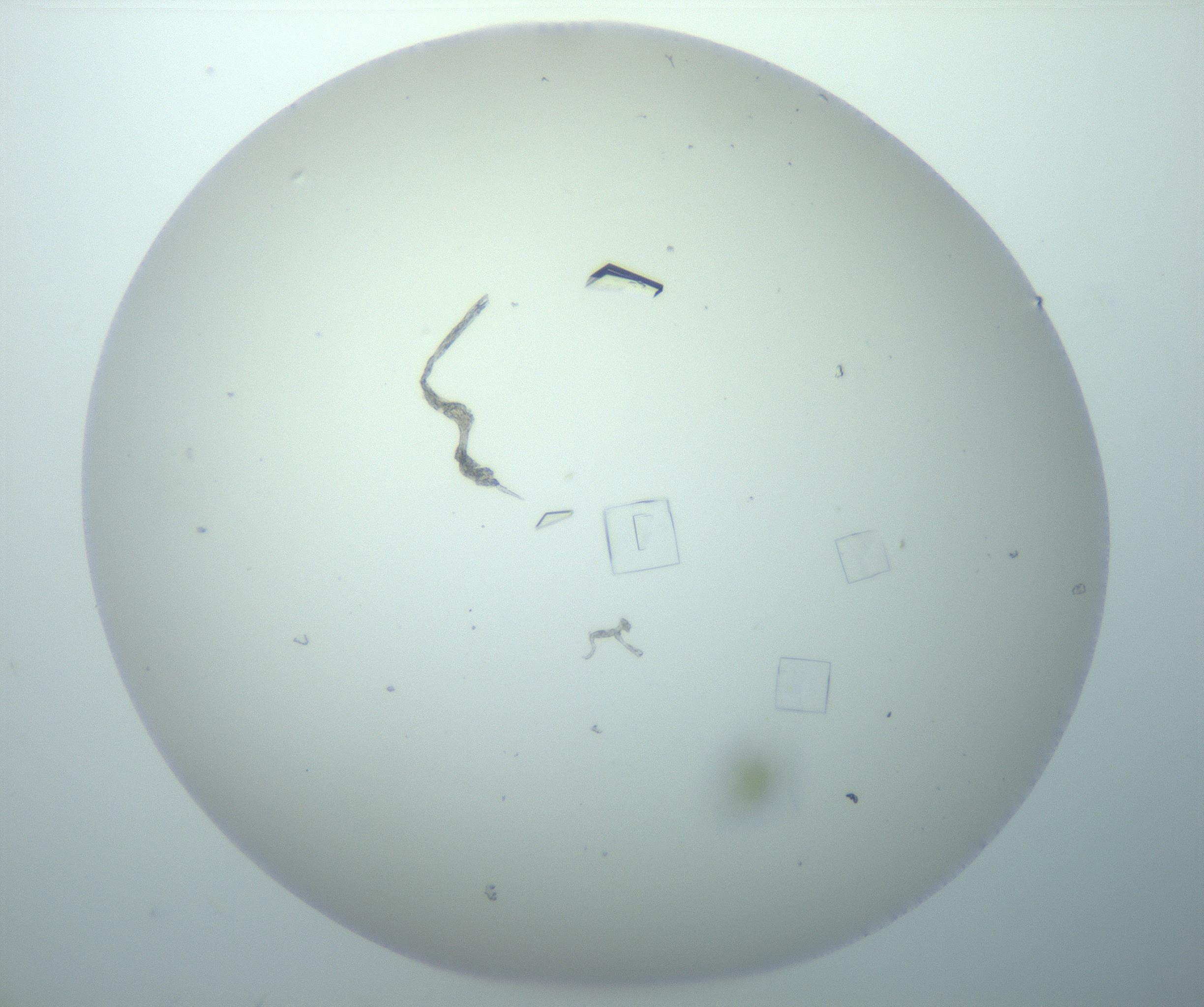 RI01_03_000_0212_Proj1_Clon1_MC_0000MC102856_015_161215_10_03_02_00_99_002_001_RAI.jpg