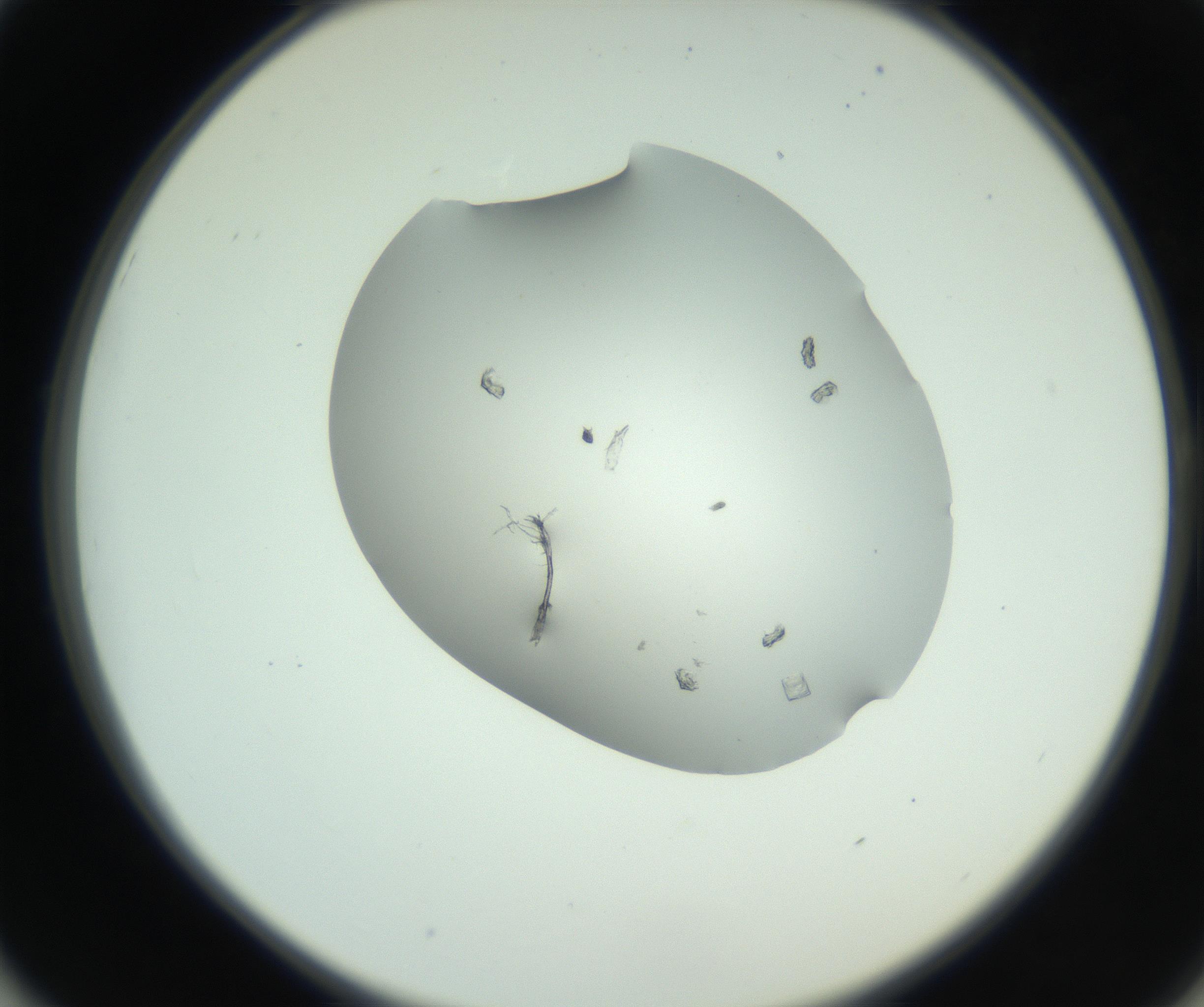 RI01_03_000_0212_Proj1_Clon1_MC_0000MC102857_003_161009_01_05_02_00_99_002_001_RAI.jpg