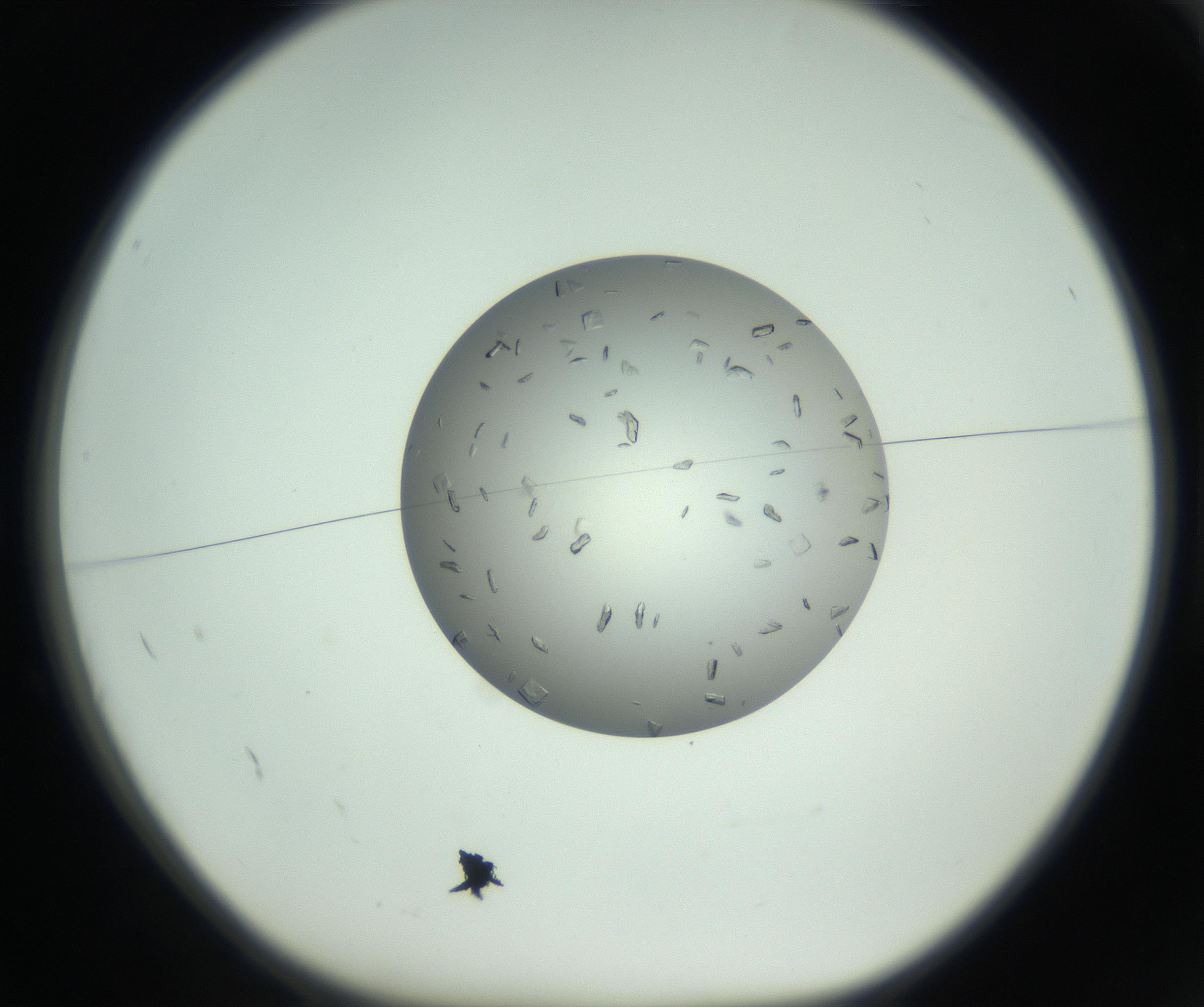 RI01_03_000_0212_Proj1_Clon1_MC_0000MC102857_003_161009_02_01_01_00_99_002_001_RAI.jpg
