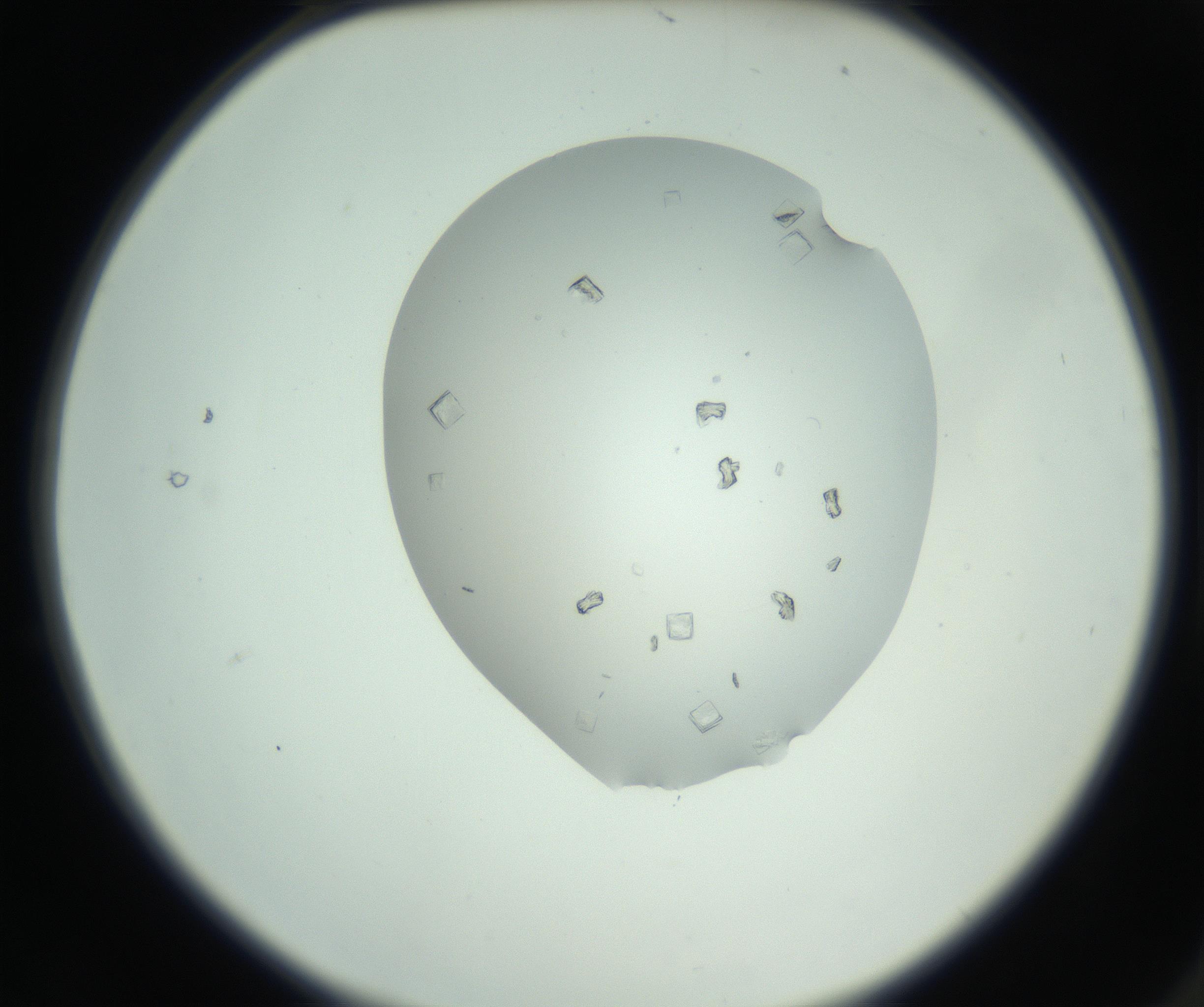 RI01_03_000_0212_Proj1_Clon1_MC_0000MC102857_003_161009_02_01_02_00_99_002_001_RAI.jpg
