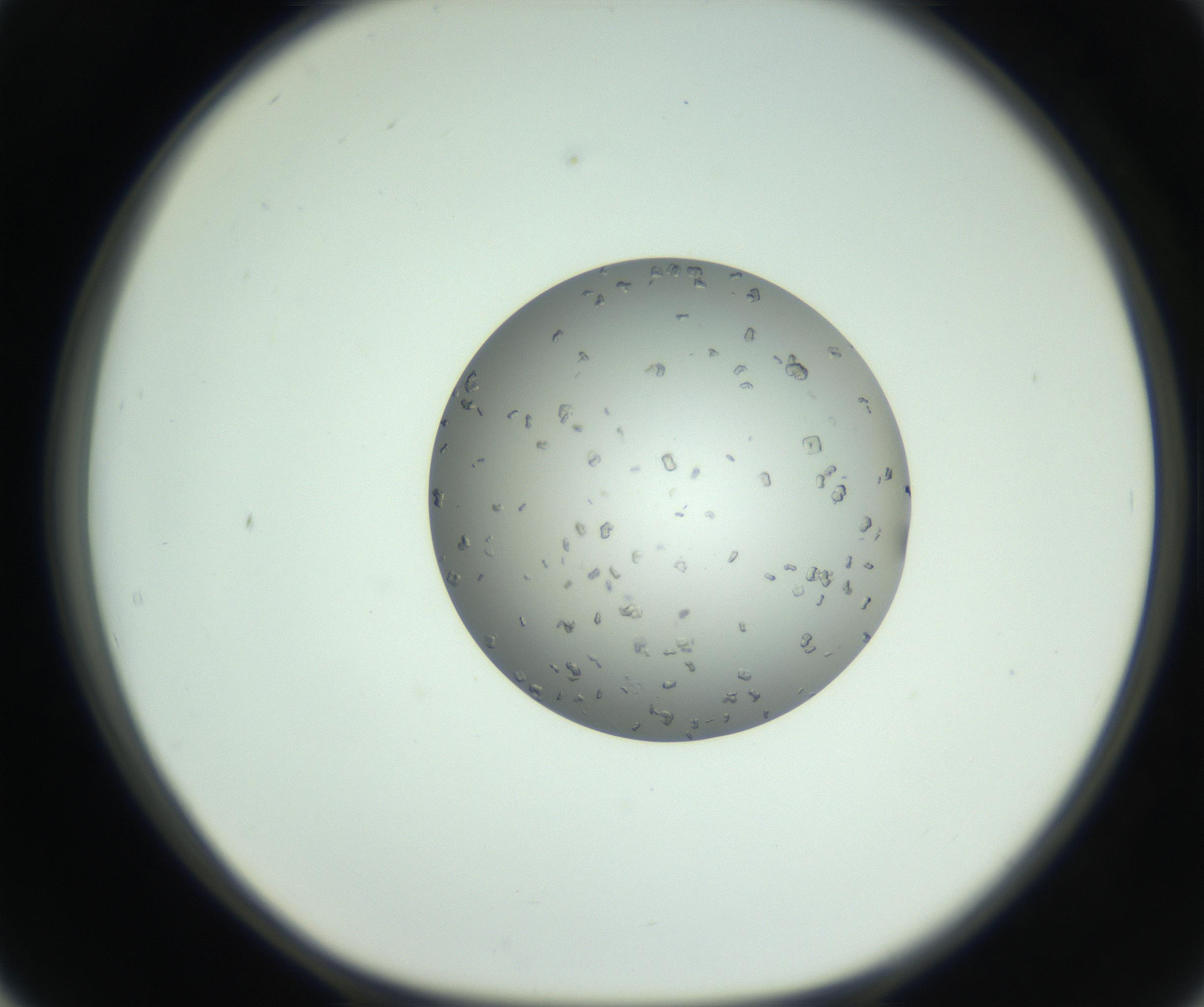 RI01_03_000_0212_Proj1_Clon1_MC_0000MC102857_003_161009_02_05_01_00_99_002_001_RAI.jpg