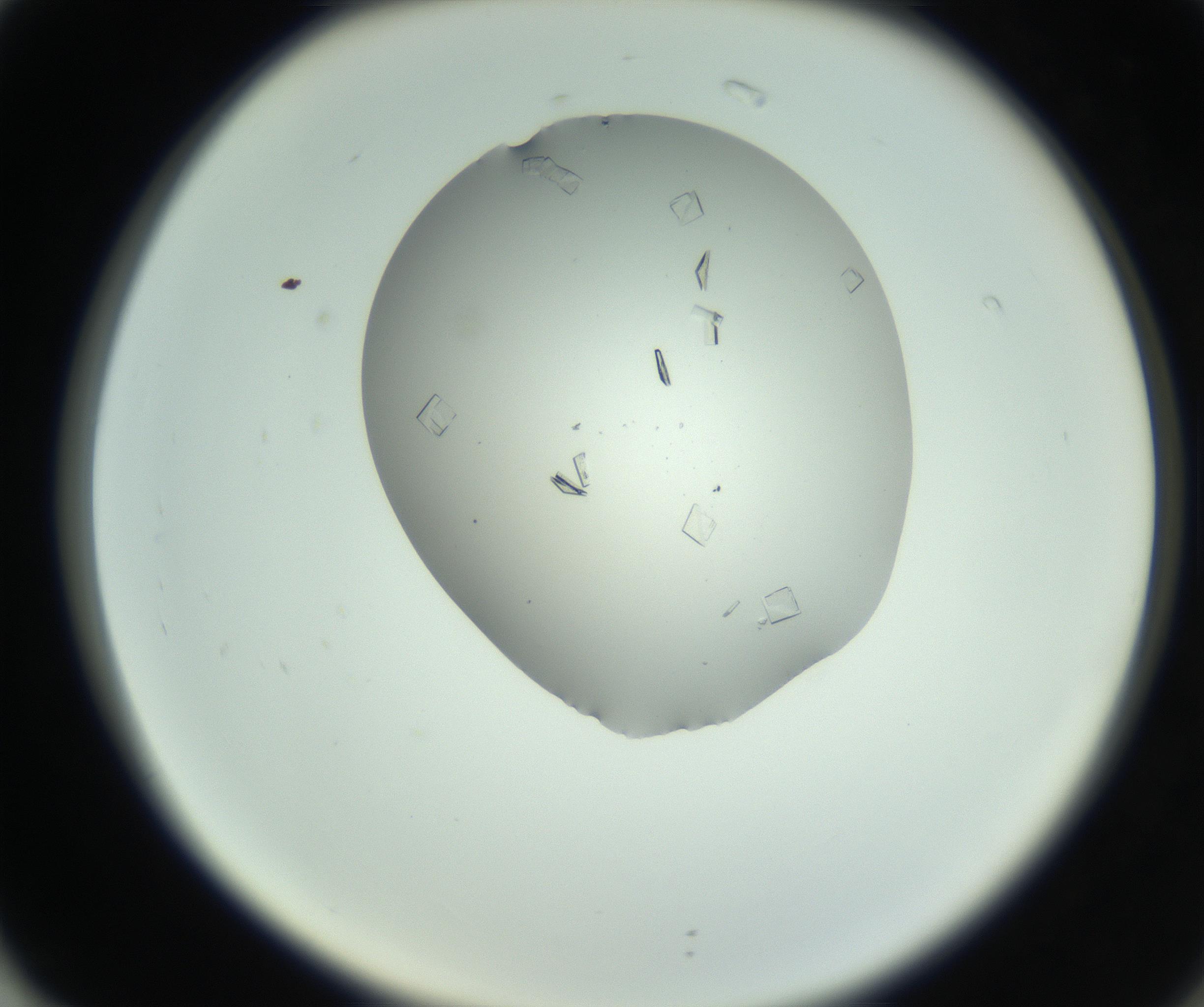RI01_03_000_0212_Proj1_Clon1_MC_0000MC102857_003_161009_02_07_02_00_99_002_001_RAI.jpg
