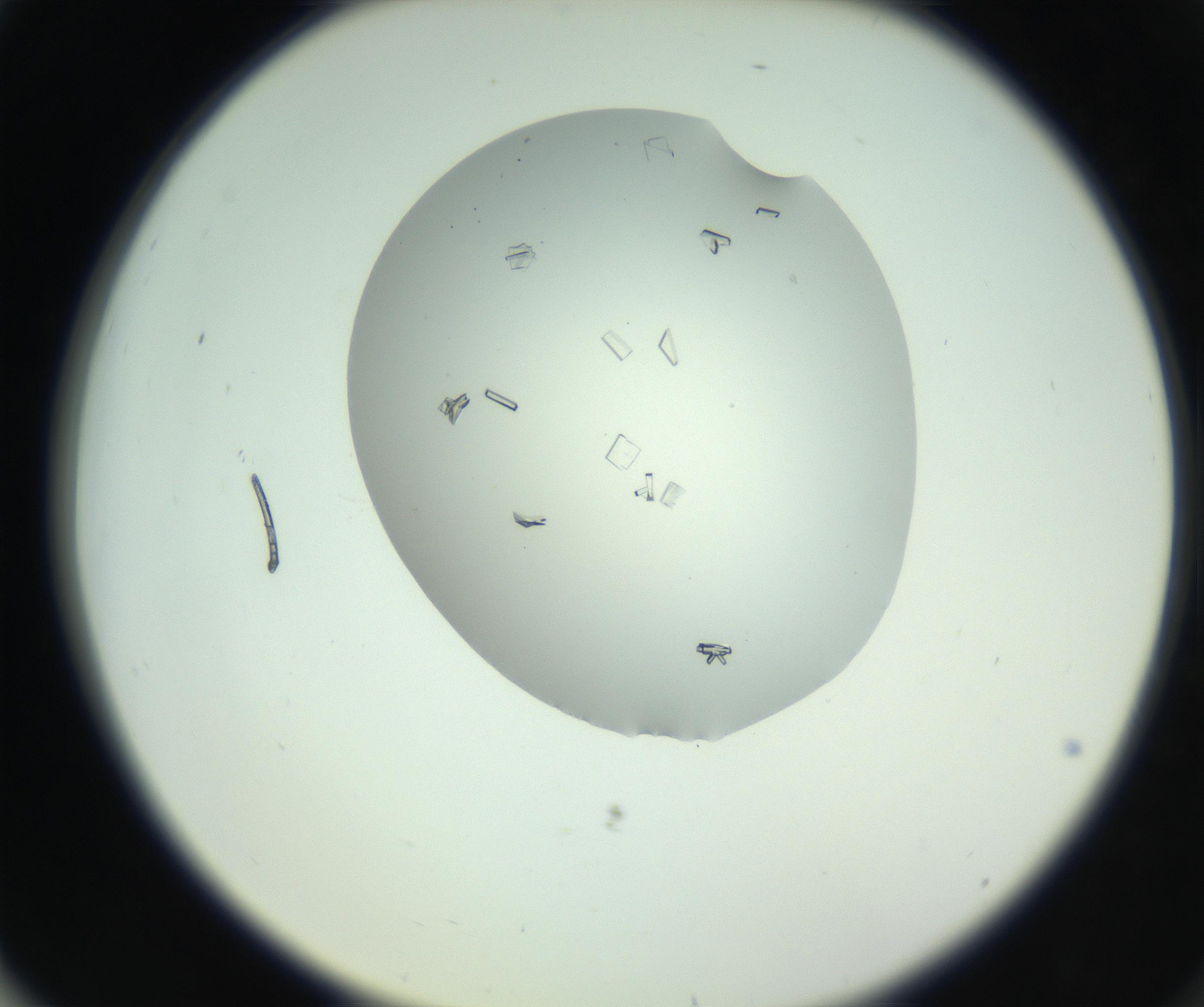 RI01_03_000_0212_Proj1_Clon1_MC_0000MC102857_003_161009_03_07_02_00_99_002_001_RAI.jpg