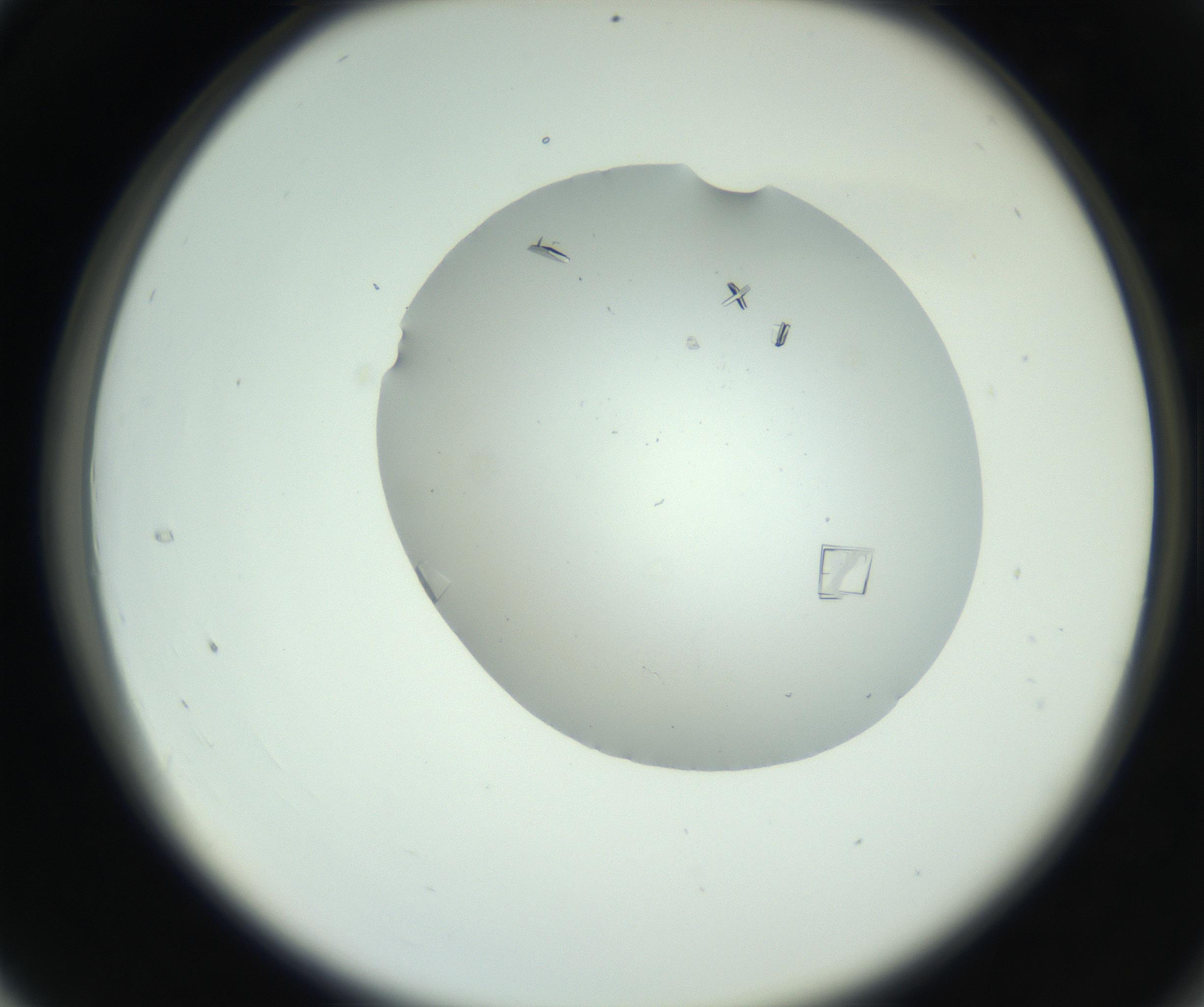 RI01_03_000_0212_Proj1_Clon1_MC_0000MC102857_003_161009_04_03_02_00_99_002_001_RAI.jpg