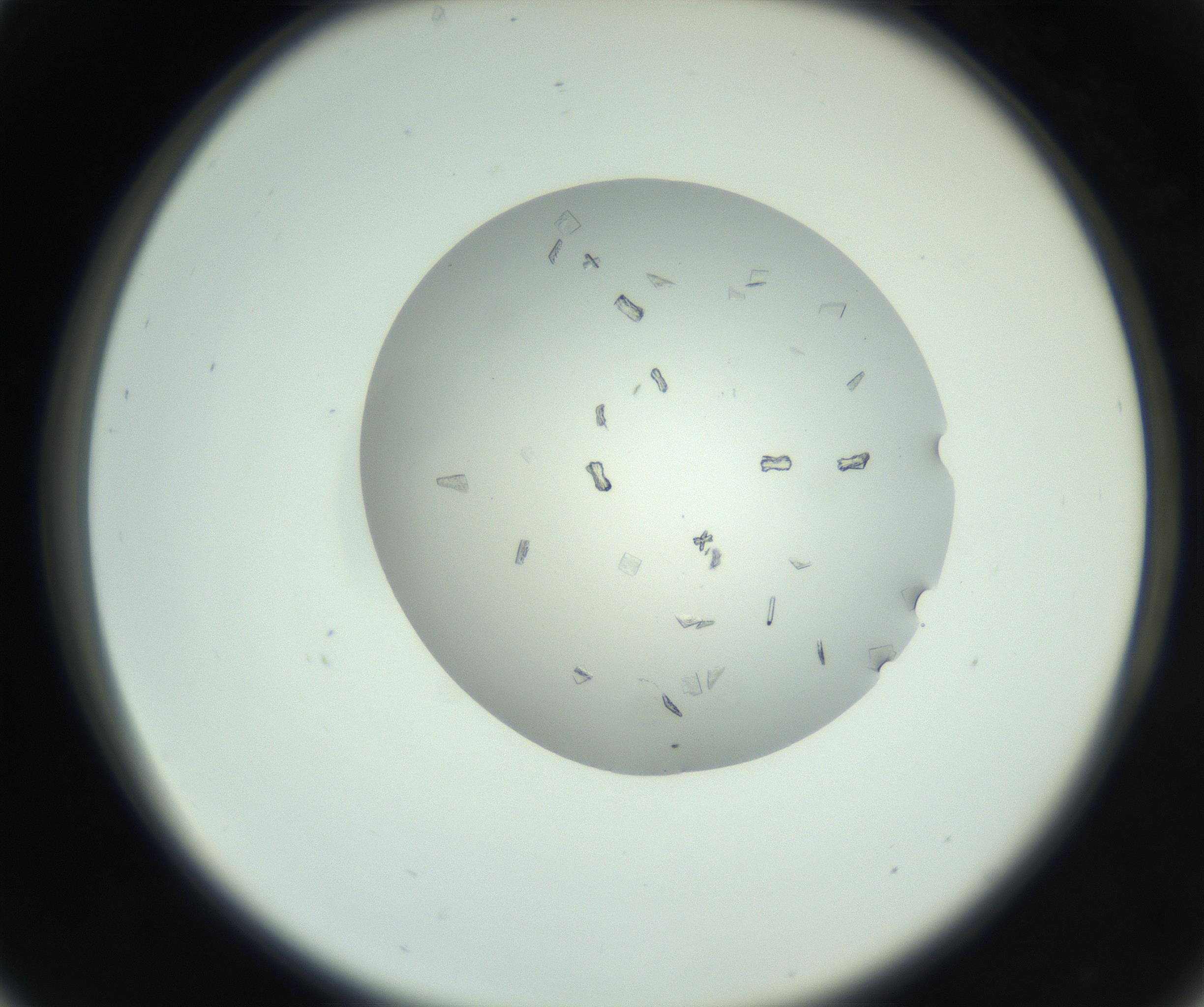 RI01_03_000_0212_Proj1_Clon1_MC_0000MC102857_003_161009_05_03_02_00_99_002_001_RAI.jpg