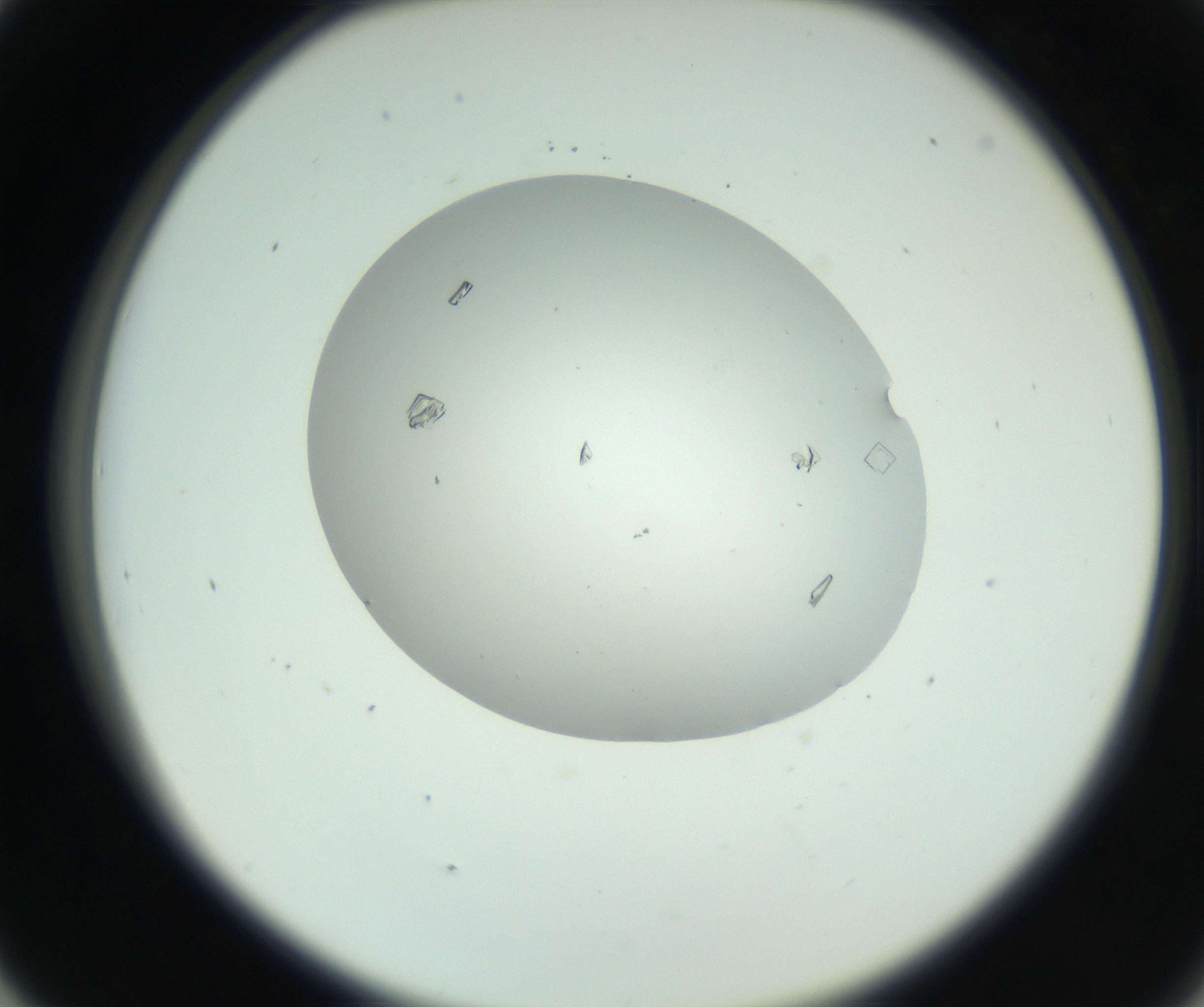 RI01_03_000_0212_Proj1_Clon1_MC_0000MC102857_003_161009_05_04_02_00_99_002_001_RAI.jpg