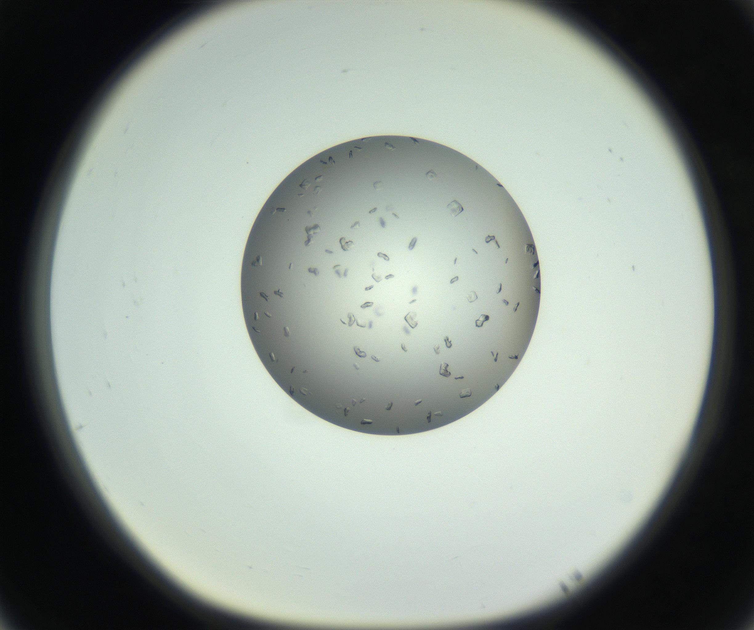 RI01_03_000_0212_Proj1_Clon1_MC_0000MC102857_003_161009_05_07_01_00_99_002_001_RAI.jpg
