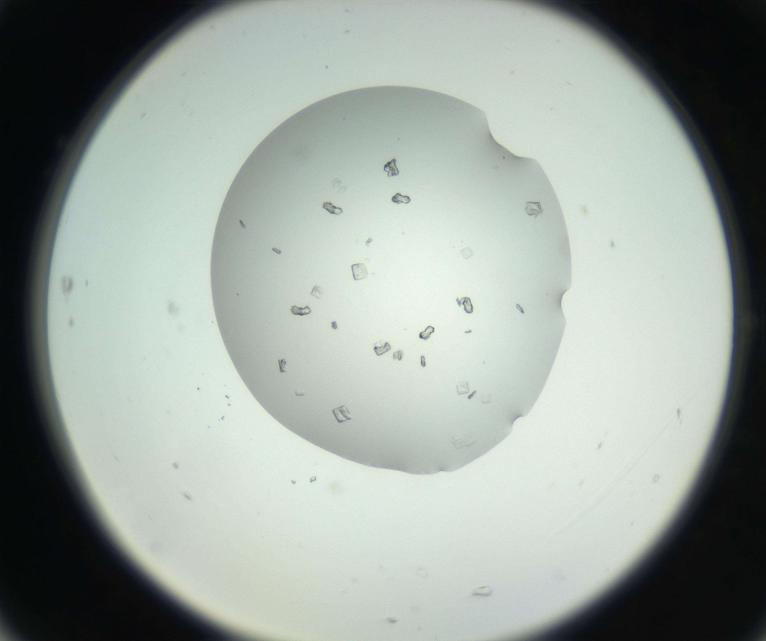 RI01_03_000_0212_Proj1_Clon1_MC_0000MC102857_003_161009_05_07_02_00_99_002_001_RAI.jpg