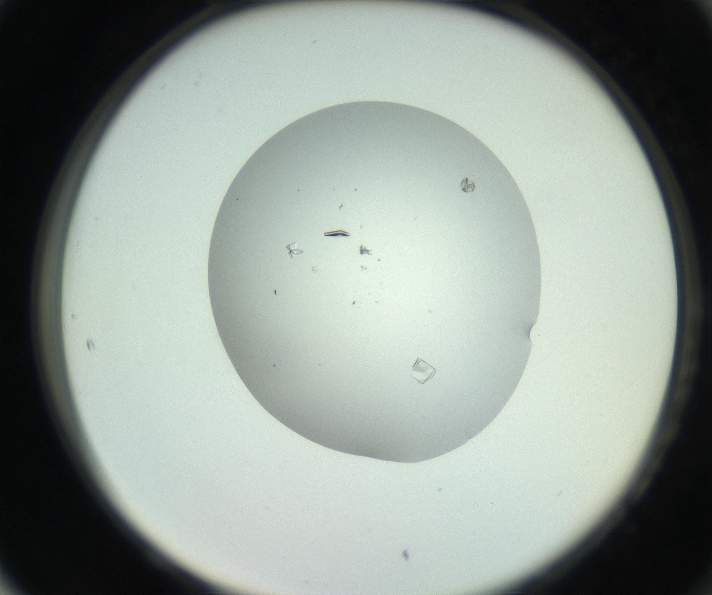 RI01_03_000_0212_Proj1_Clon1_MC_0000MC102857_003_161009_05_08_02_00_99_002_001_RAI.jpg