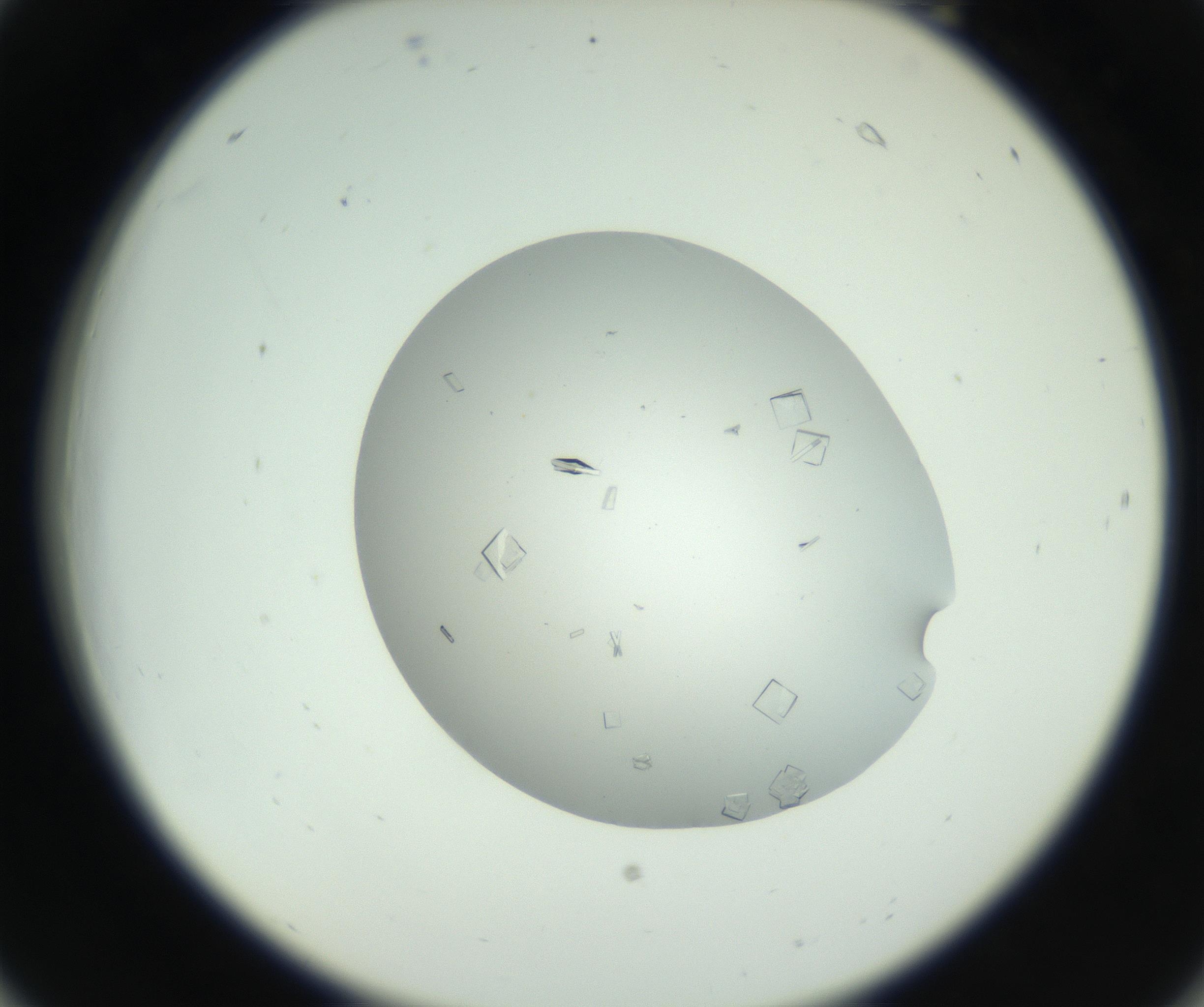 RI01_03_000_0212_Proj1_Clon1_MC_0000MC102857_003_161009_06_02_02_00_99_002_001_RAI.jpg