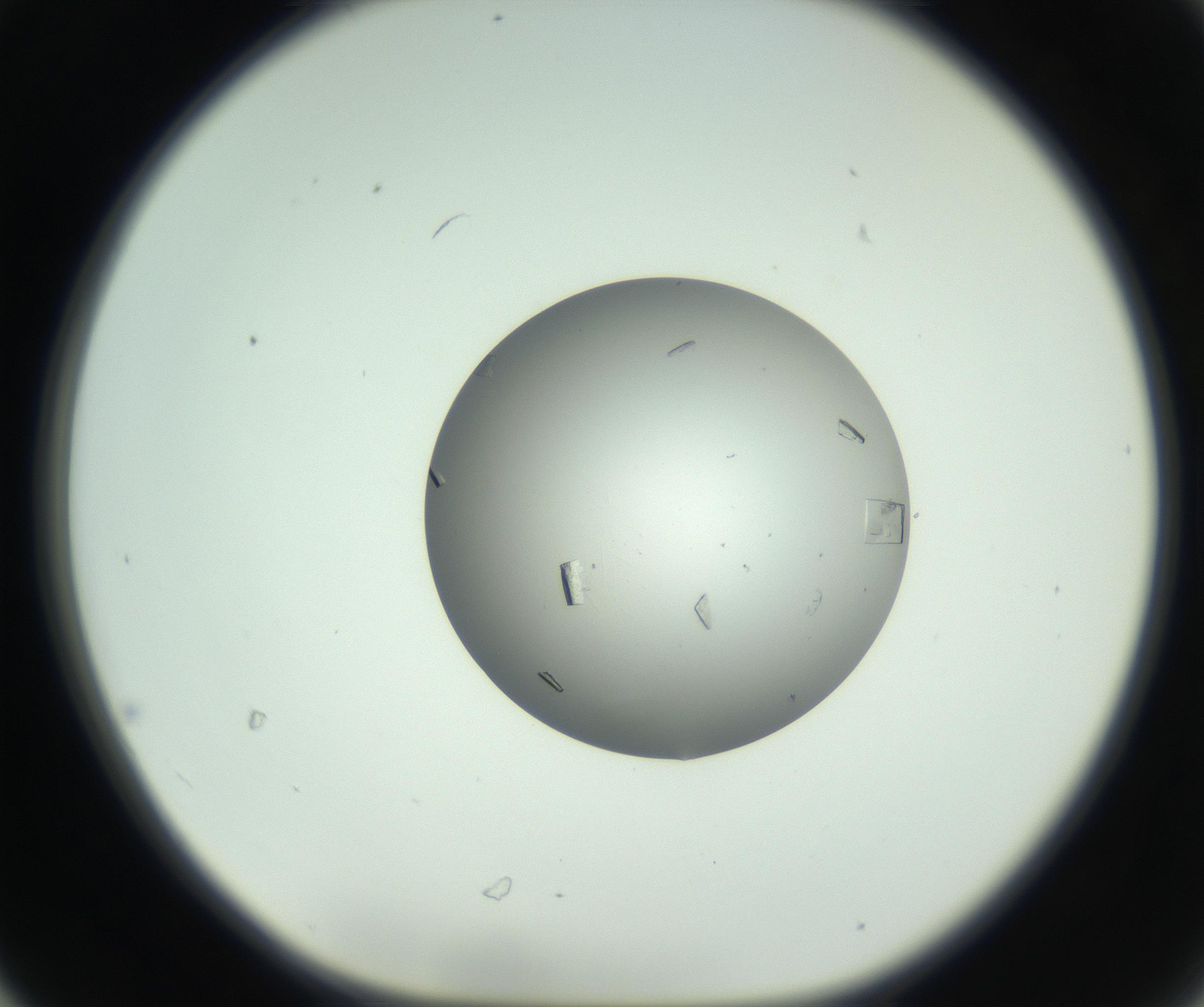 RI01_03_000_0212_Proj1_Clon1_MC_0000MC102857_003_161009_06_03_01_00_99_002_001_RAI.jpg