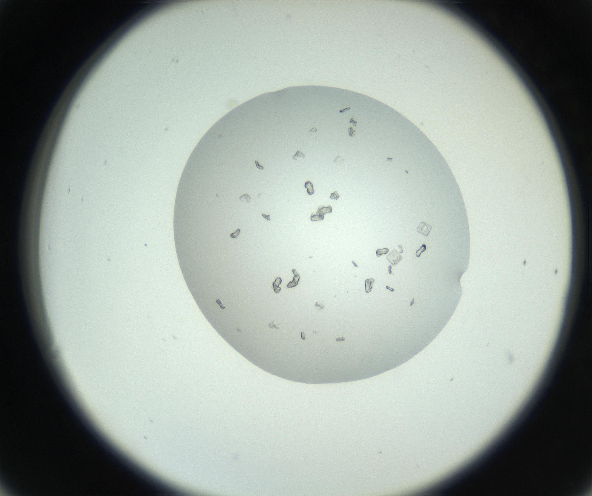 RI01_03_000_0212_Proj1_Clon1_MC_0000MC102857_003_161009_06_03_02_00_99_002_001_RAI.jpg