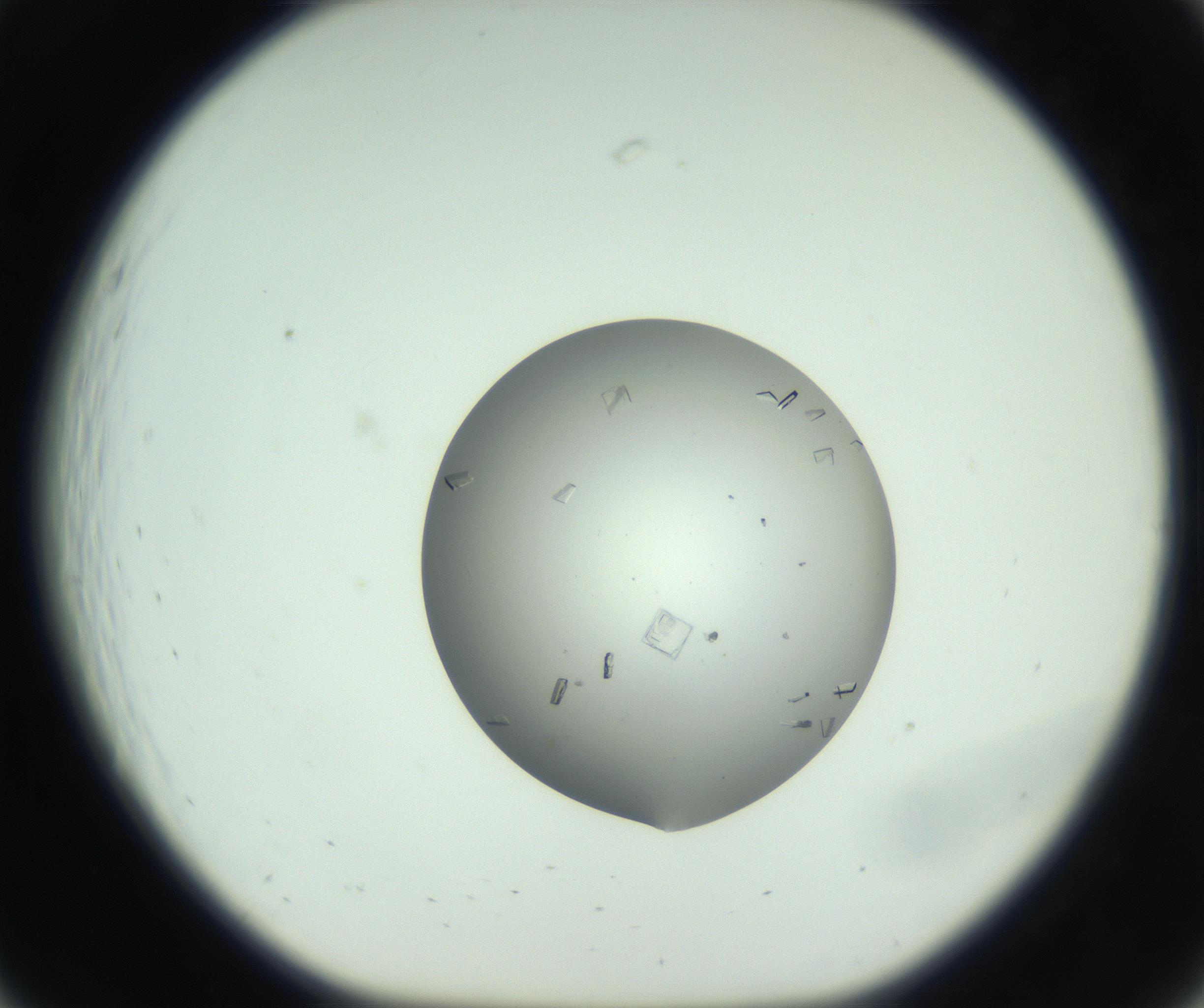 RI01_03_000_0212_Proj1_Clon1_MC_0000MC102857_003_161009_07_02_01_00_99_002_001_RAI.jpg