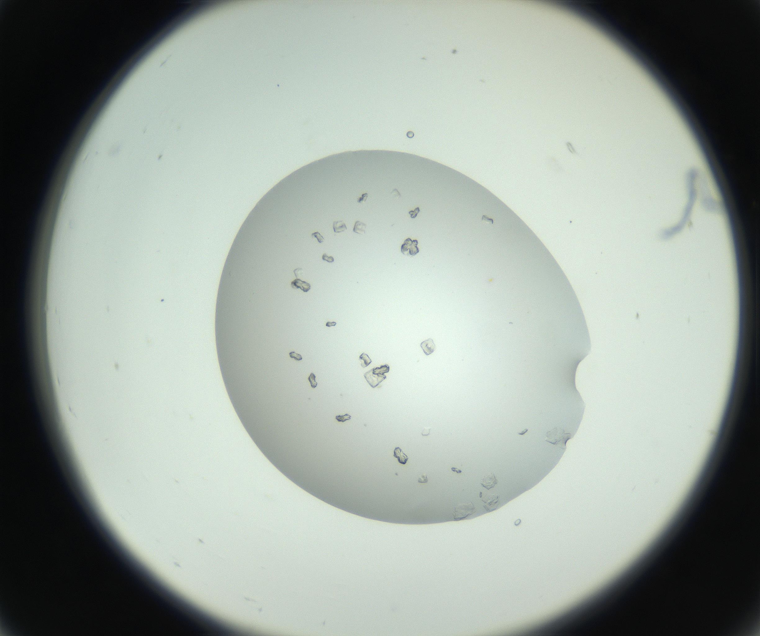 RI01_03_000_0212_Proj1_Clon1_MC_0000MC102857_003_161009_07_02_02_00_99_002_001_RAI.jpg