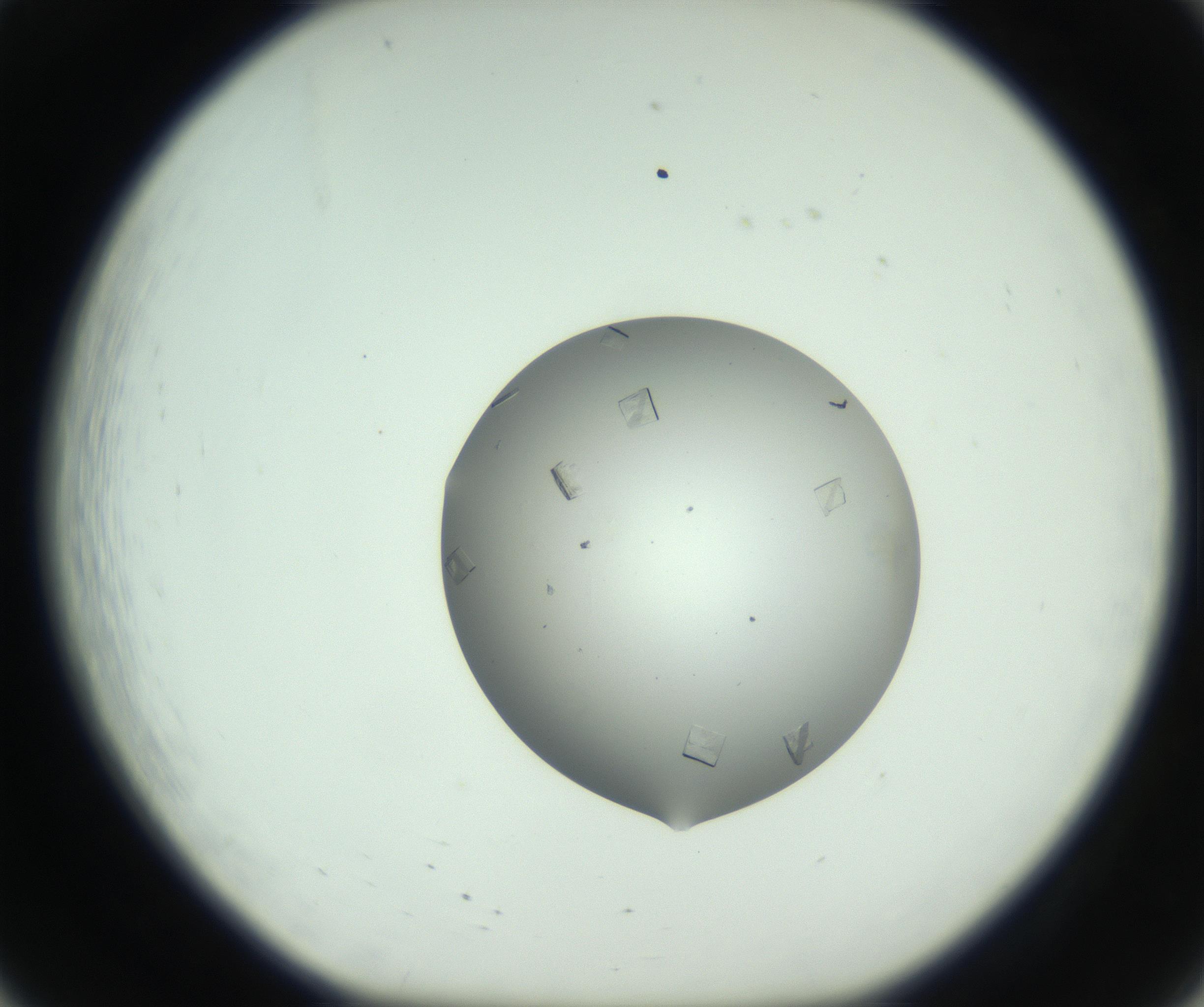 RI01_03_000_0212_Proj1_Clon1_MC_0000MC102857_003_161009_08_02_01_00_99_002_001_RAI.jpg