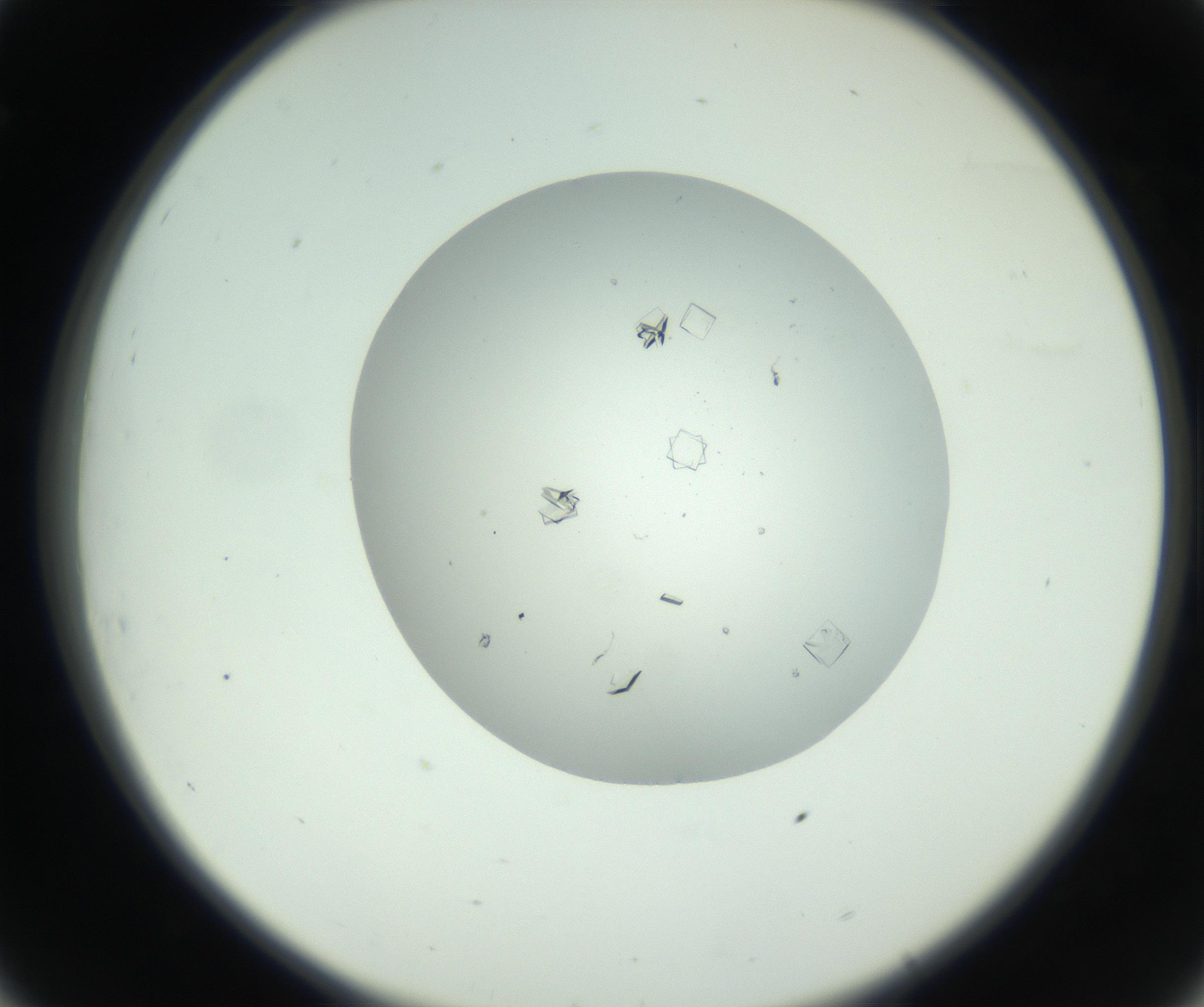 RI01_03_000_0212_Proj1_Clon1_MC_0000MC102857_003_161009_08_03_02_00_99_002_001_RAI.jpg