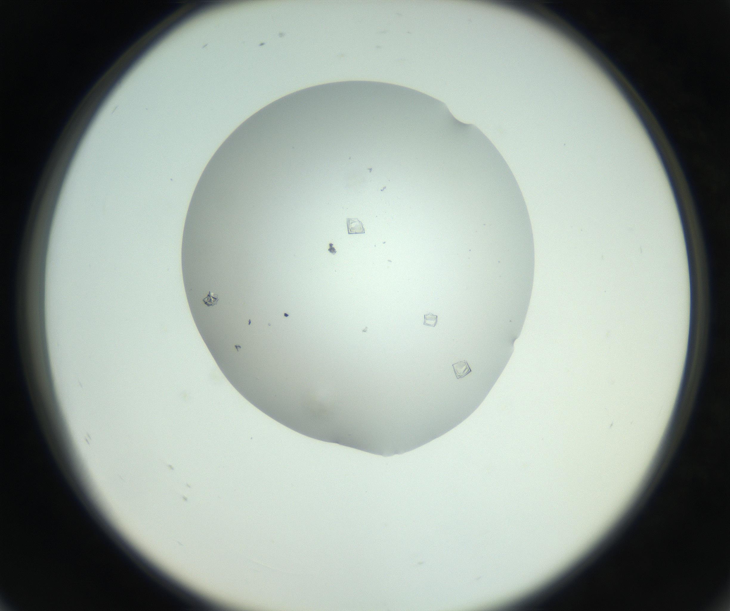 RI01_03_000_0212_Proj1_Clon1_MC_0000MC102857_003_161009_08_07_02_00_99_002_001_RAI.jpg