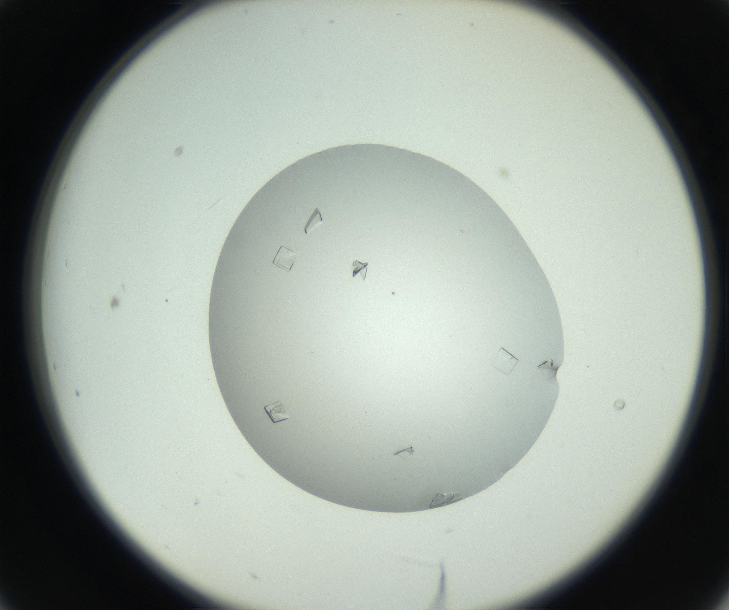 RI01_03_000_0212_Proj1_Clon1_MC_0000MC102857_003_161009_09_02_02_00_99_002_001_RAI.jpg