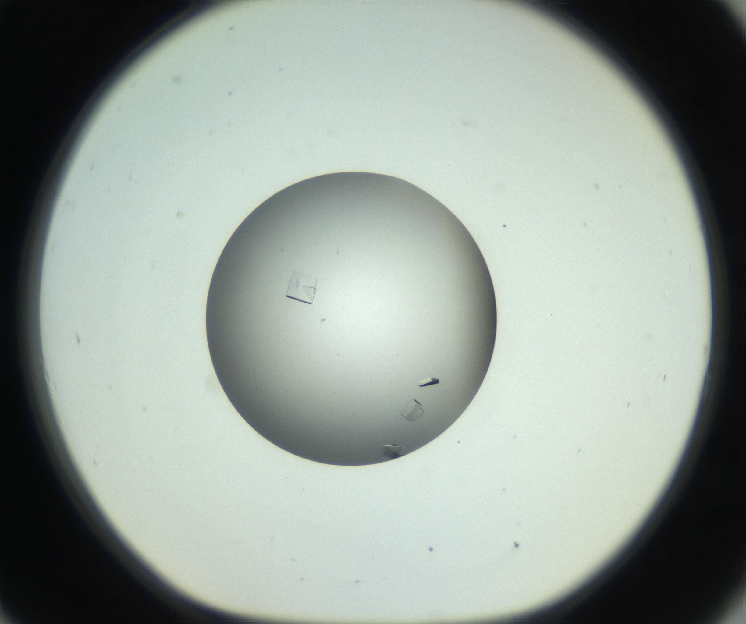 RI01_03_000_0212_Proj1_Clon1_MC_0000MC102857_003_161009_09_08_01_00_99_002_001_RAI.jpg