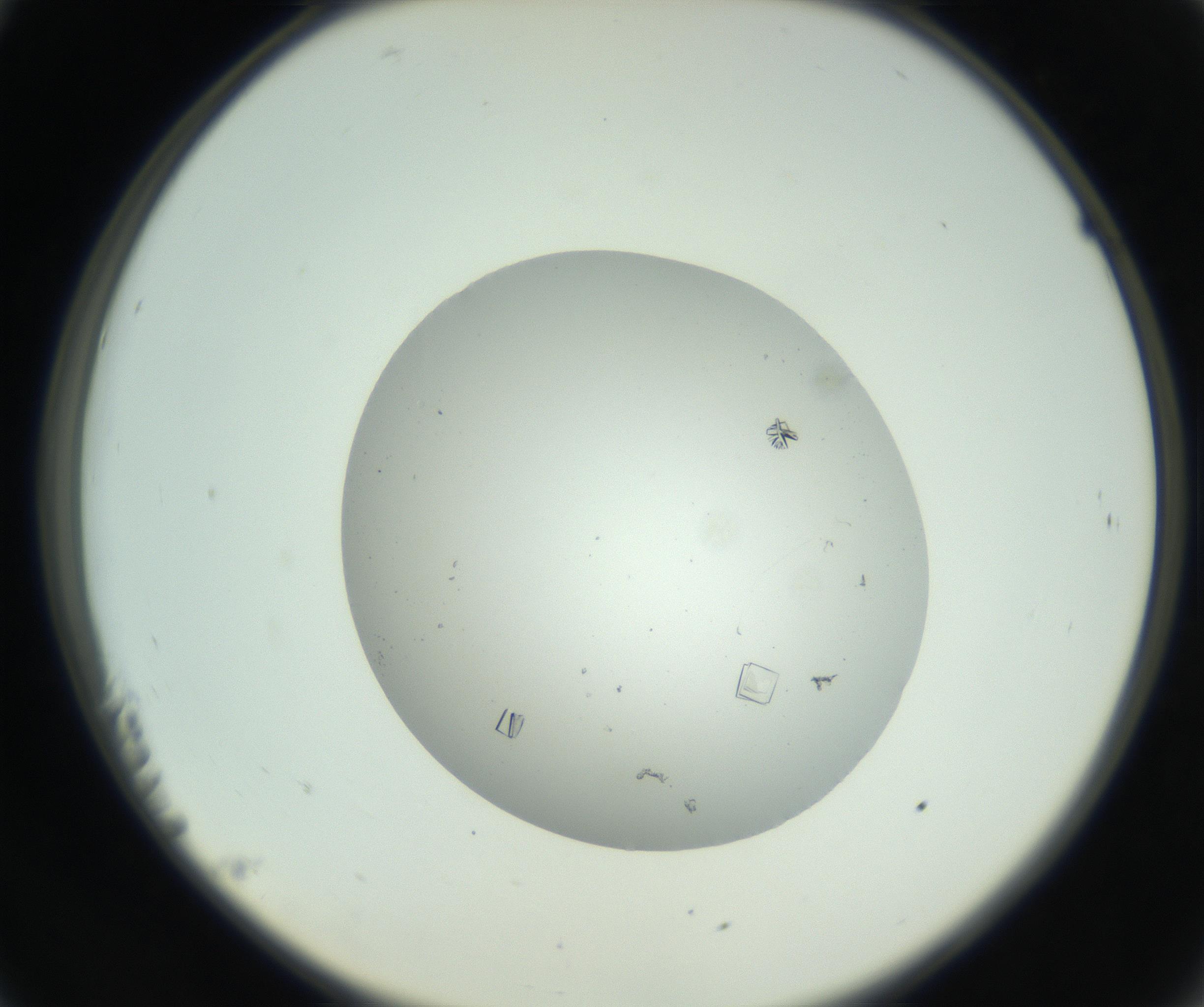 RI01_03_000_0212_Proj1_Clon1_MC_0000MC102857_003_161009_11_02_02_00_99_002_001_RAI.jpg