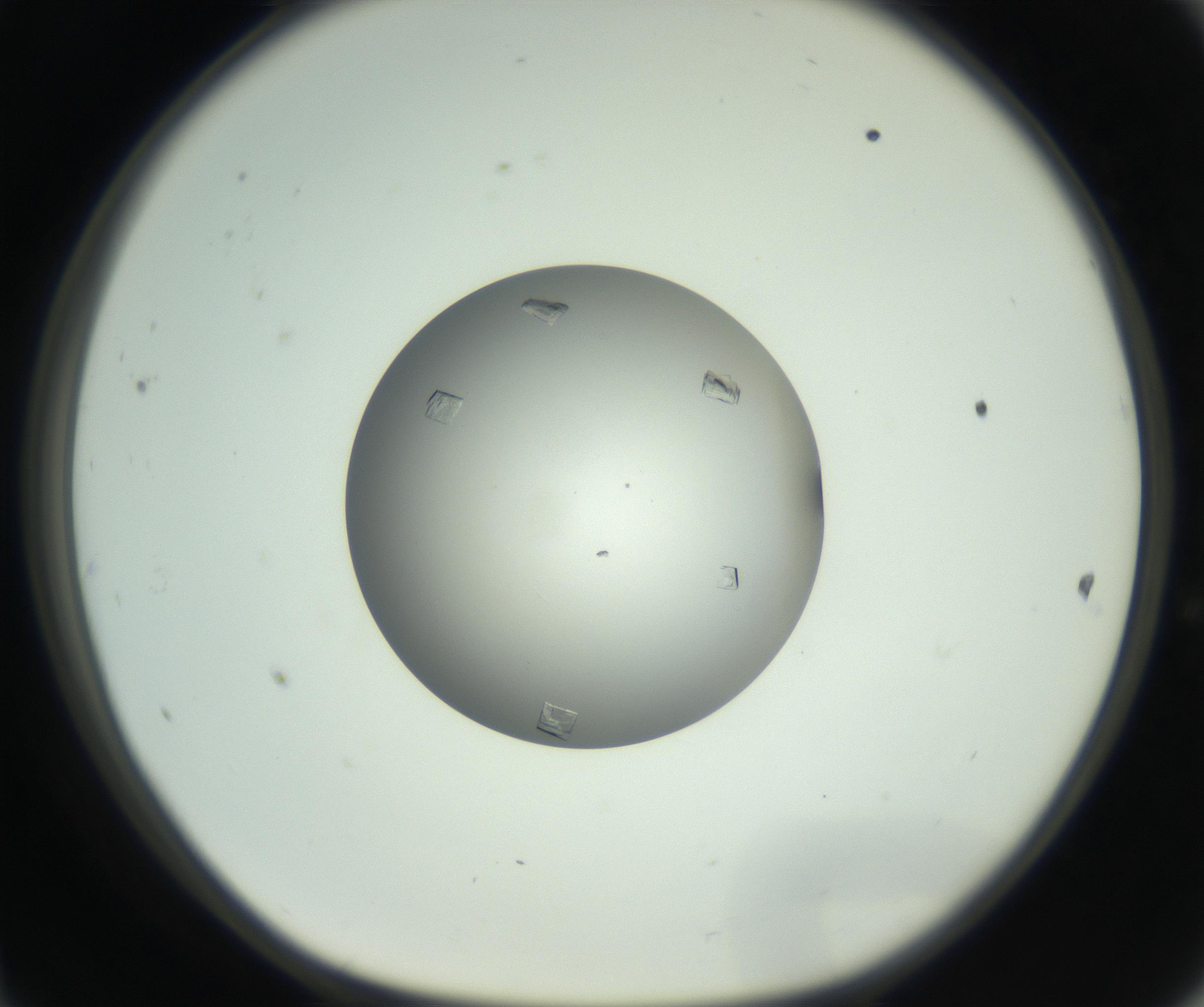 RI01_03_000_0212_Proj1_Clon1_MC_0000MC102857_003_161009_11_04_01_00_99_002_001_RAI.jpg
