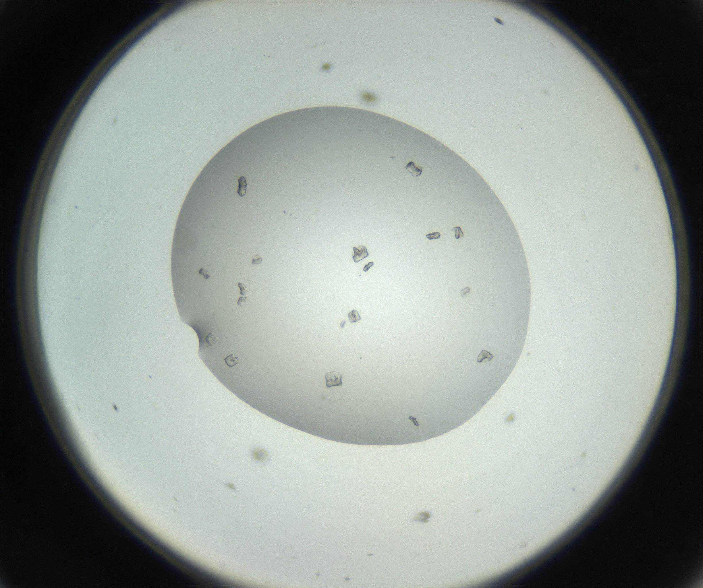 RI01_03_000_0212_Proj1_Clon1_MC_0000MC102857_003_161009_11_04_02_00_99_002_001_RAI.jpg