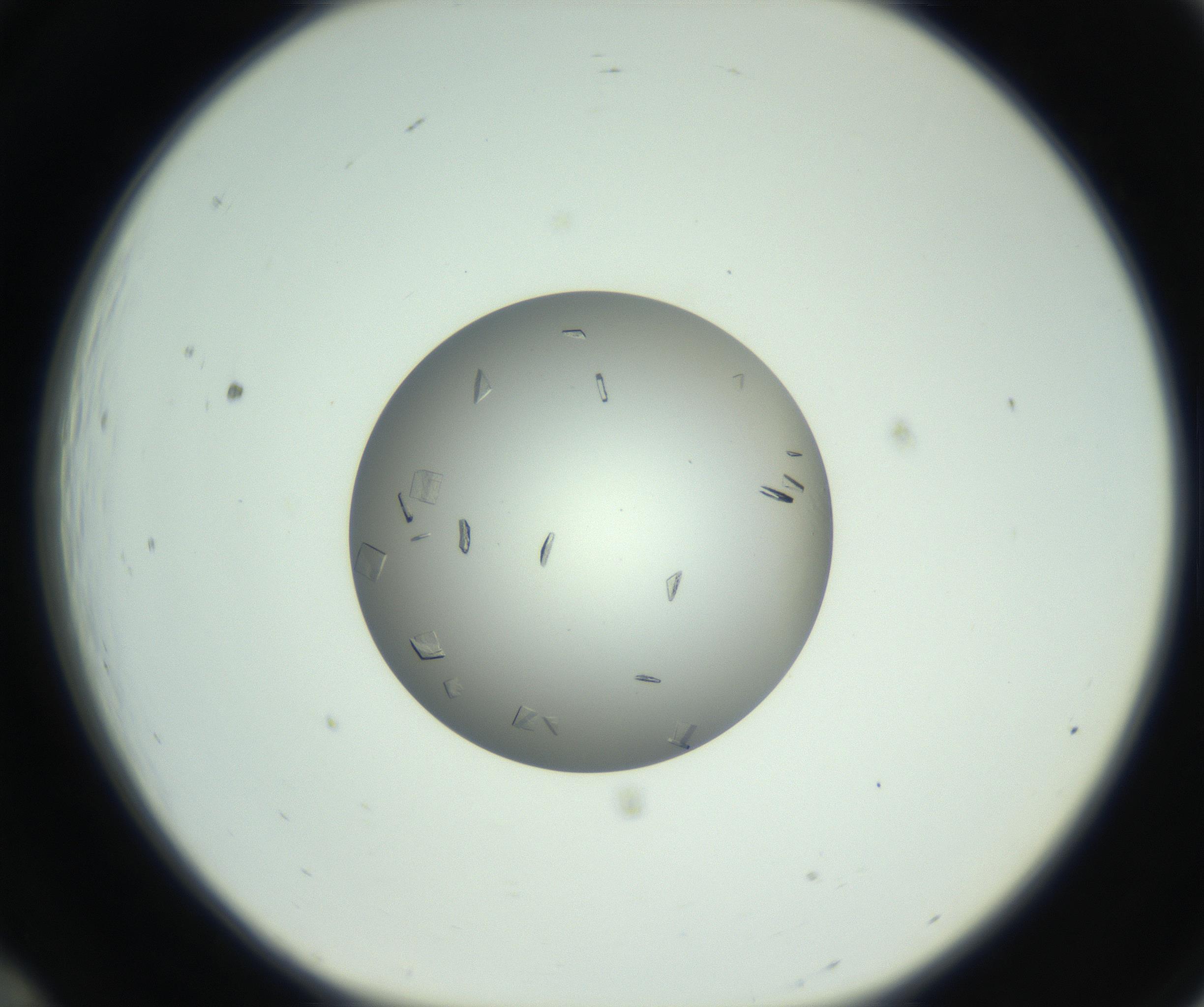 RI01_03_000_0212_Proj1_Clon1_MC_0000MC102857_003_161009_12_01_01_00_99_002_001_RAI.jpg