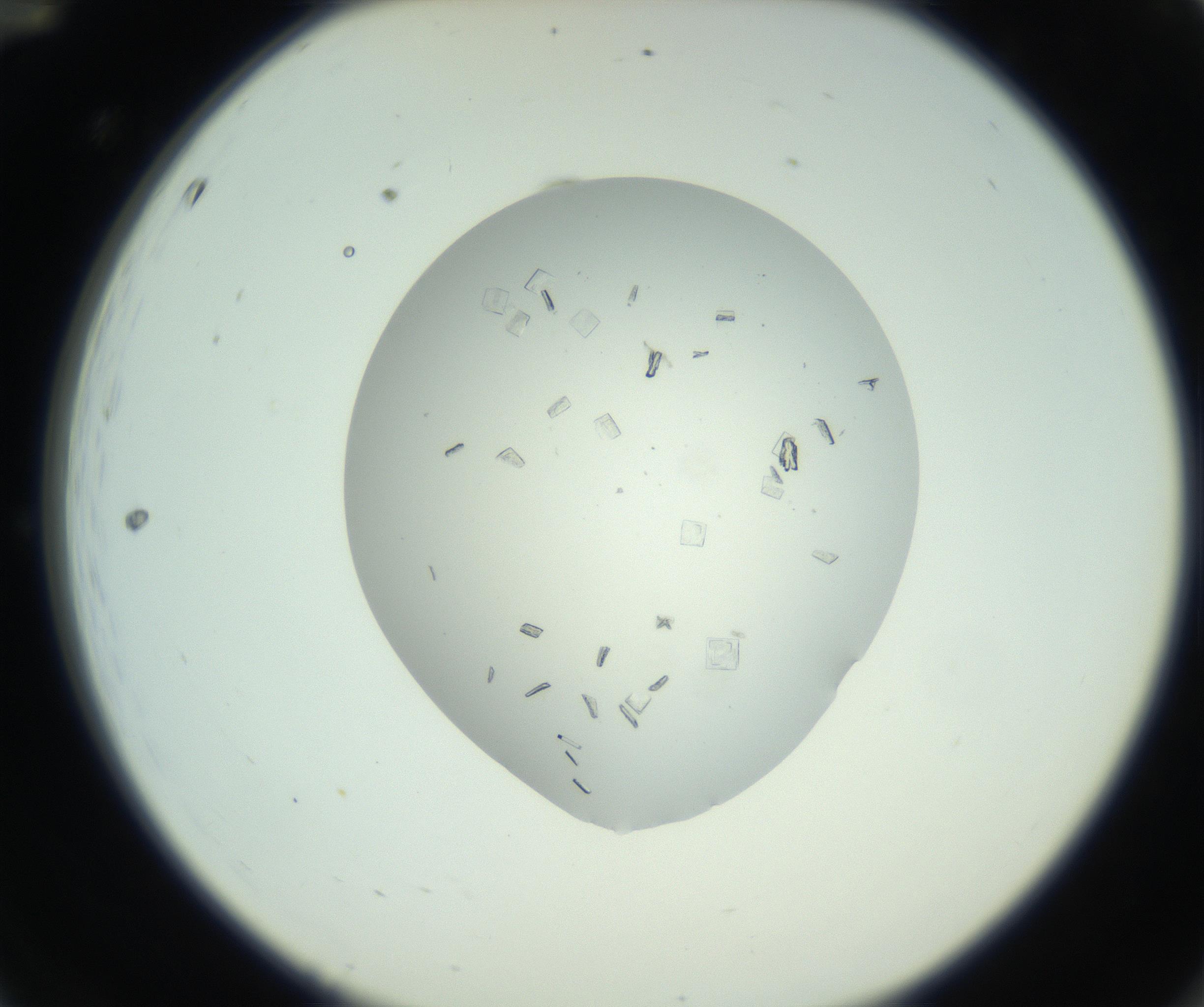RI01_03_000_0212_Proj1_Clon1_MC_0000MC102857_003_161009_12_01_02_00_99_002_001_RAI.jpg