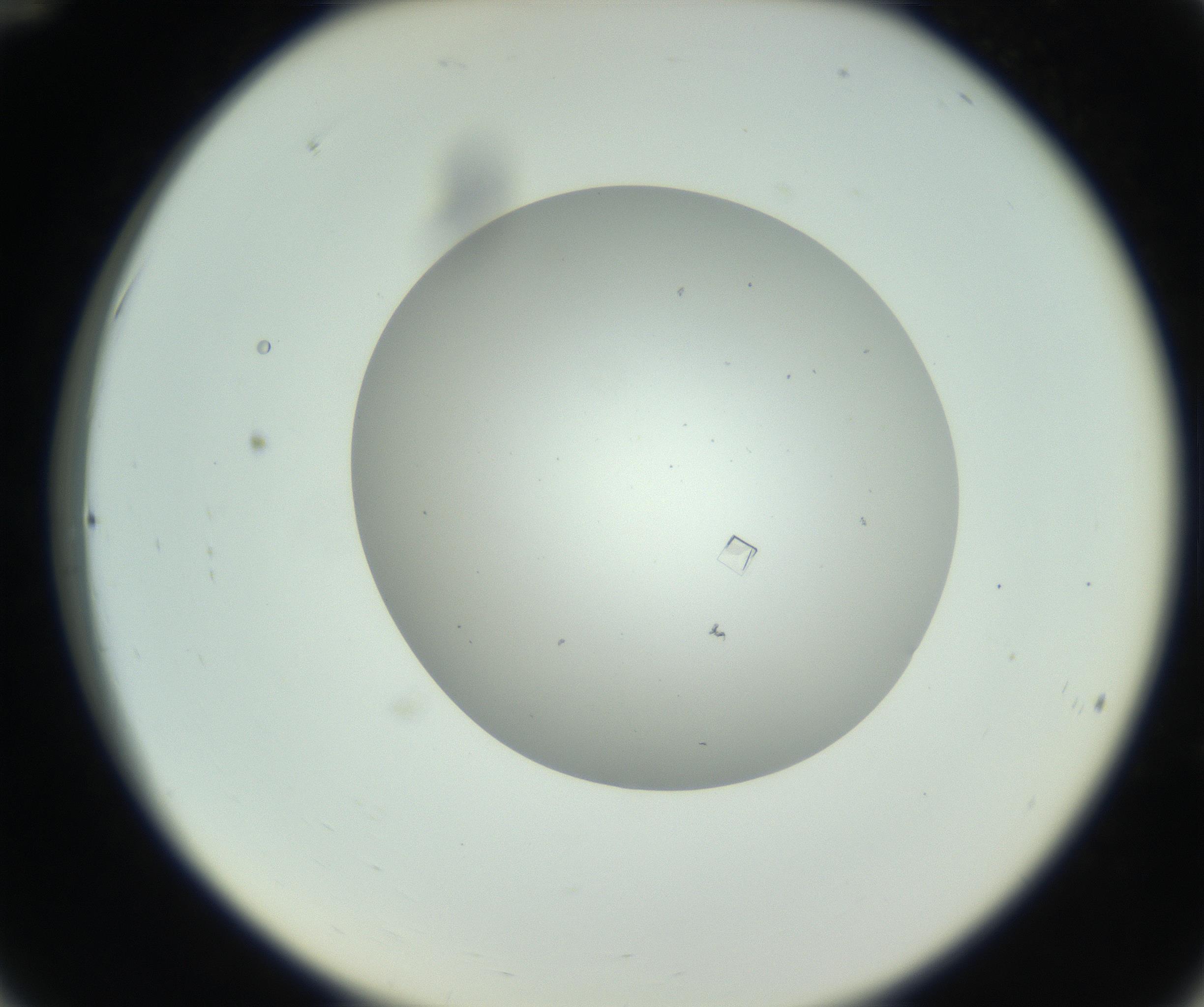 RI01_03_000_0212_Proj1_Clon1_MC_0000MC102857_003_161009_12_03_02_00_99_002_001_RAI.jpg
