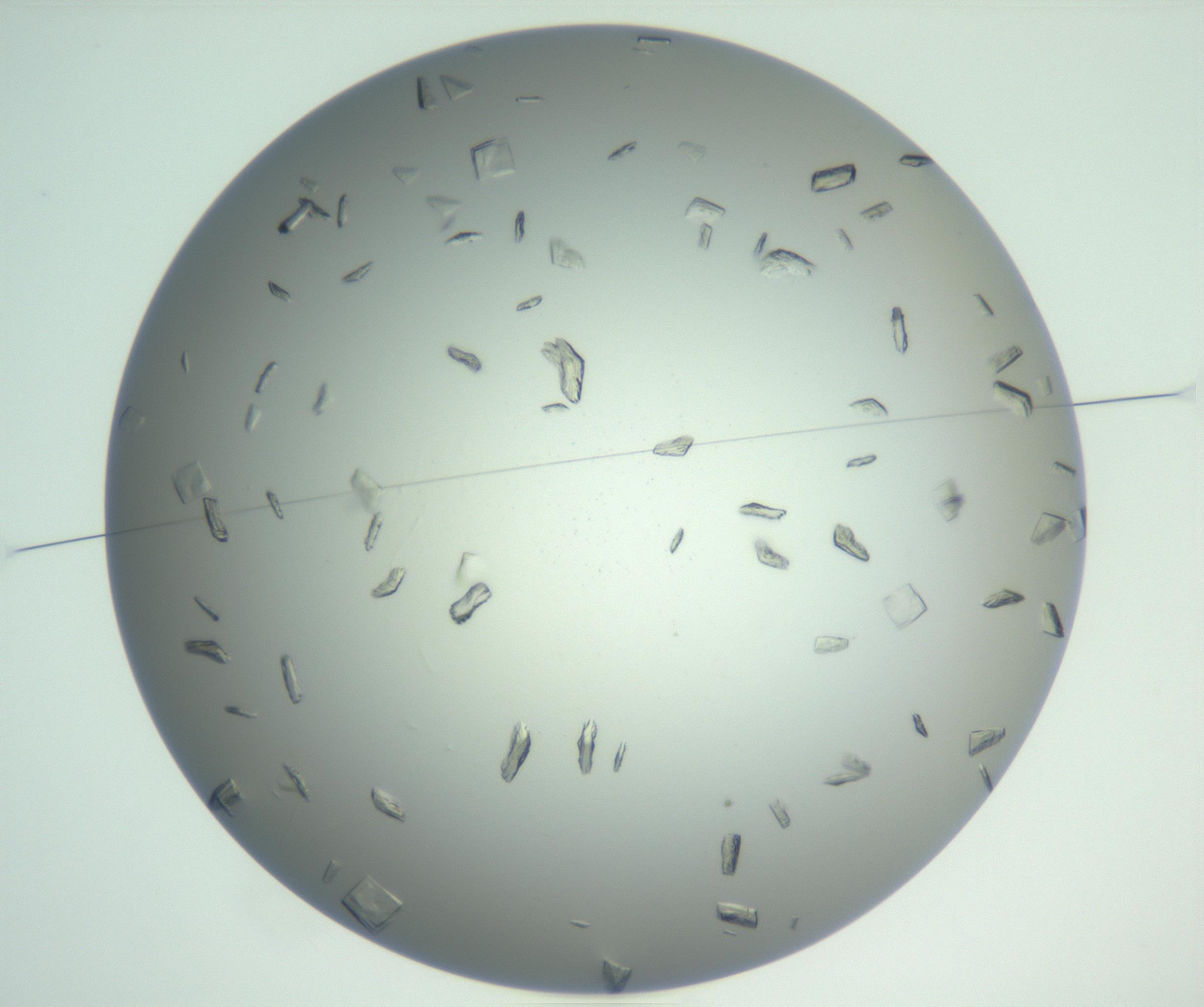 RI01_03_000_0212_Proj1_Clon1_MC_0000MC102857_007_161020_02_01_01_00_99_002_001_RAI.jpg