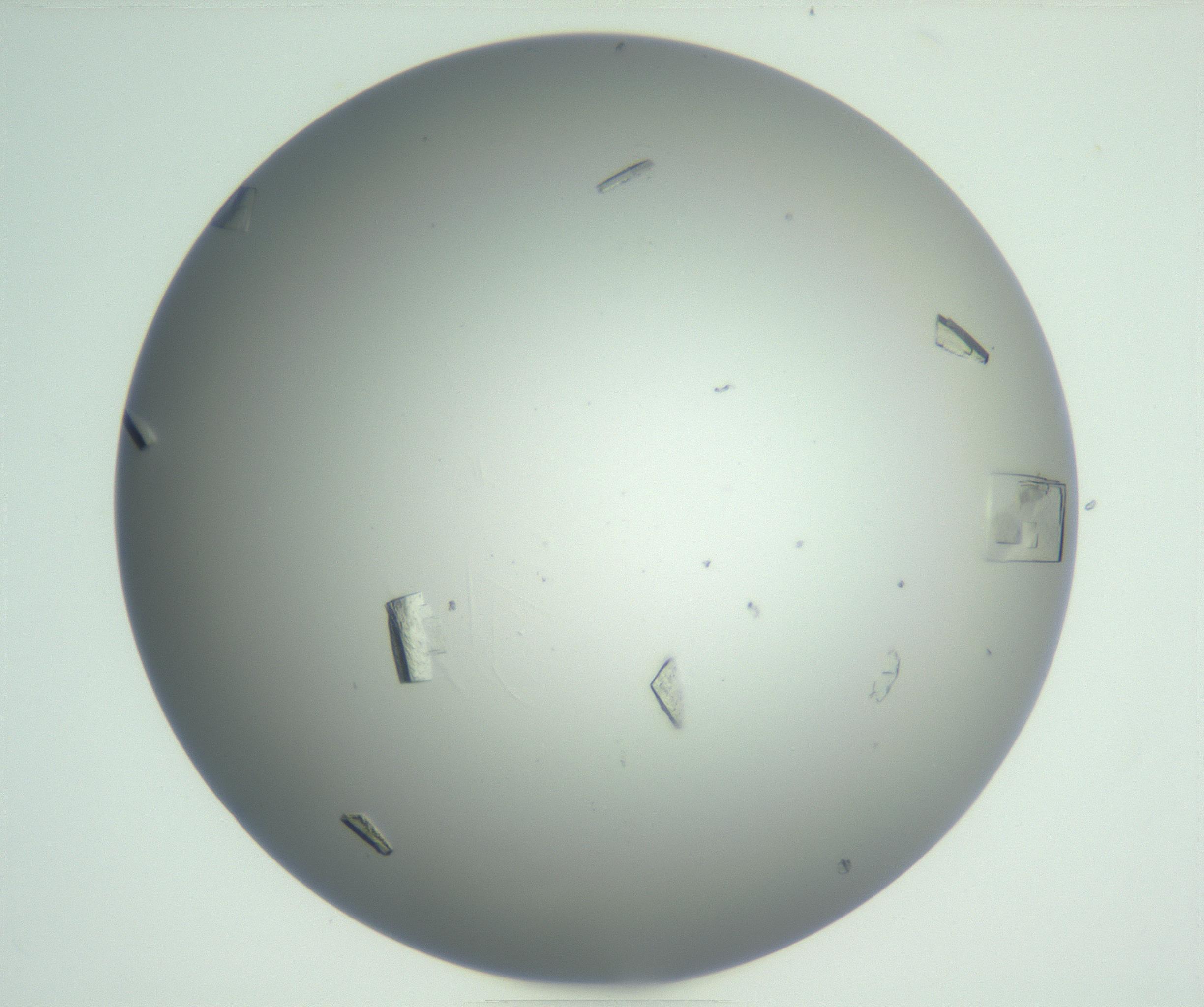 RI01_03_000_0212_Proj1_Clon1_MC_0000MC102857_007_161020_06_03_01_00_99_002_001_RAI.jpg
