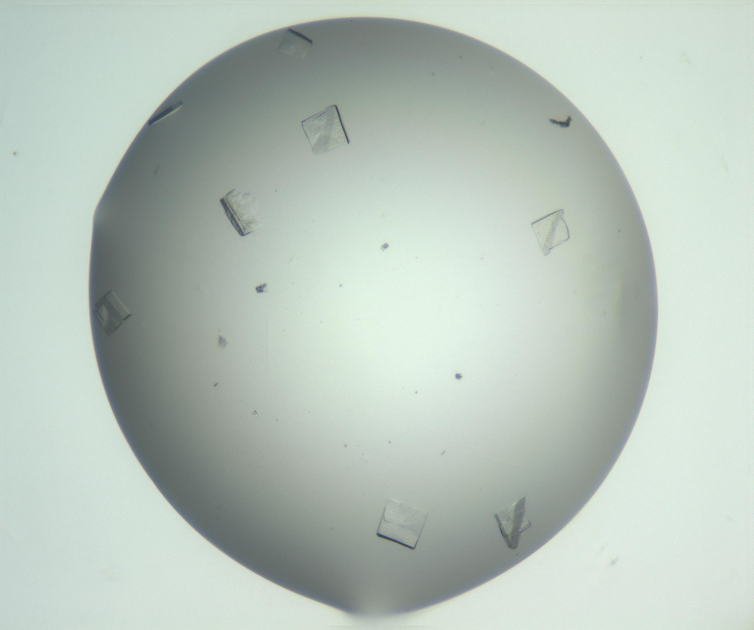 RI01_03_000_0212_Proj1_Clon1_MC_0000MC102857_007_161020_08_02_01_00_99_002_001_RAI.jpg