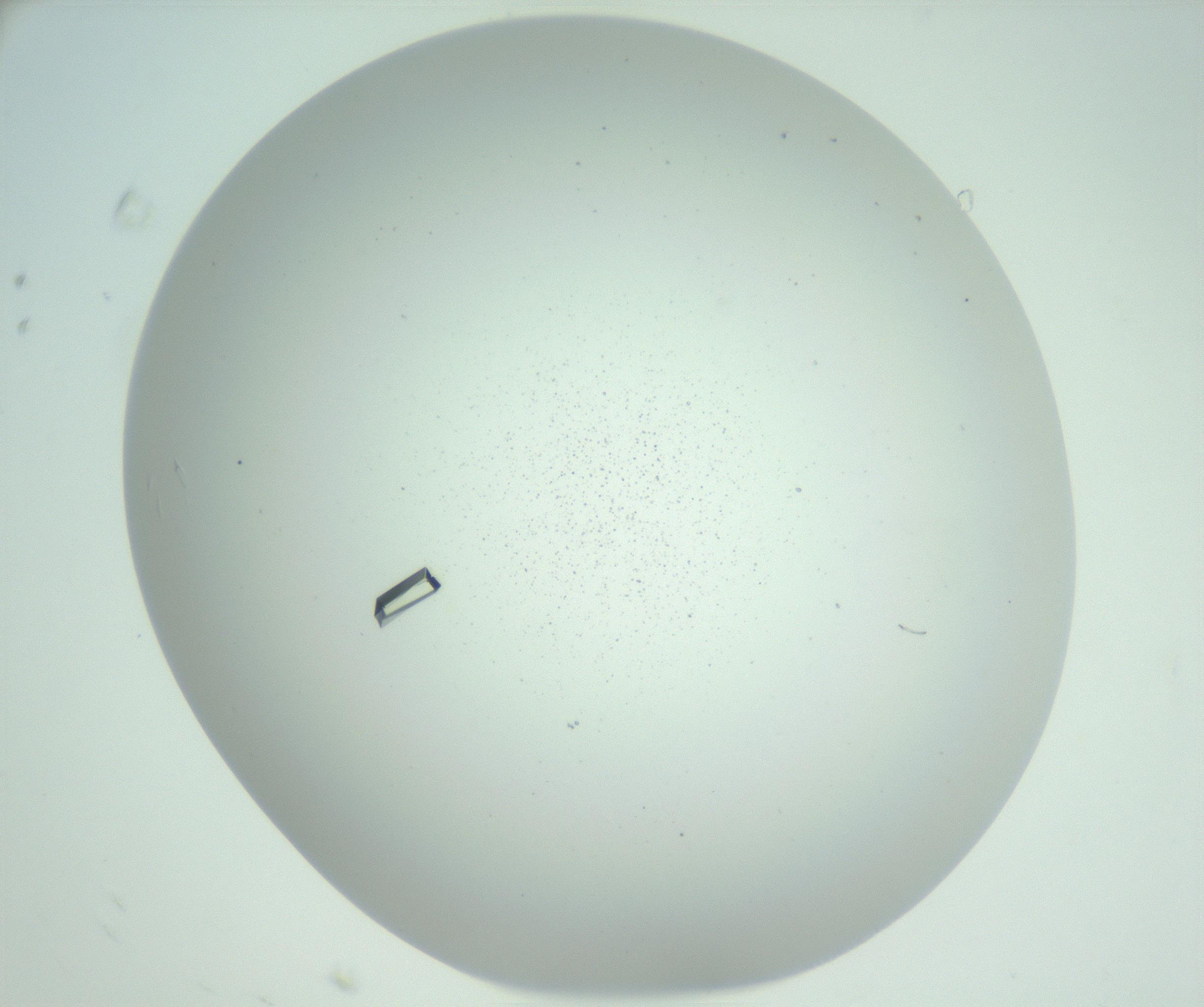 RI01_03_000_0212_Proj1_Clon1_MC_0000MC102857_007_161020_08_06_02_00_99_002_001_RAI.jpg