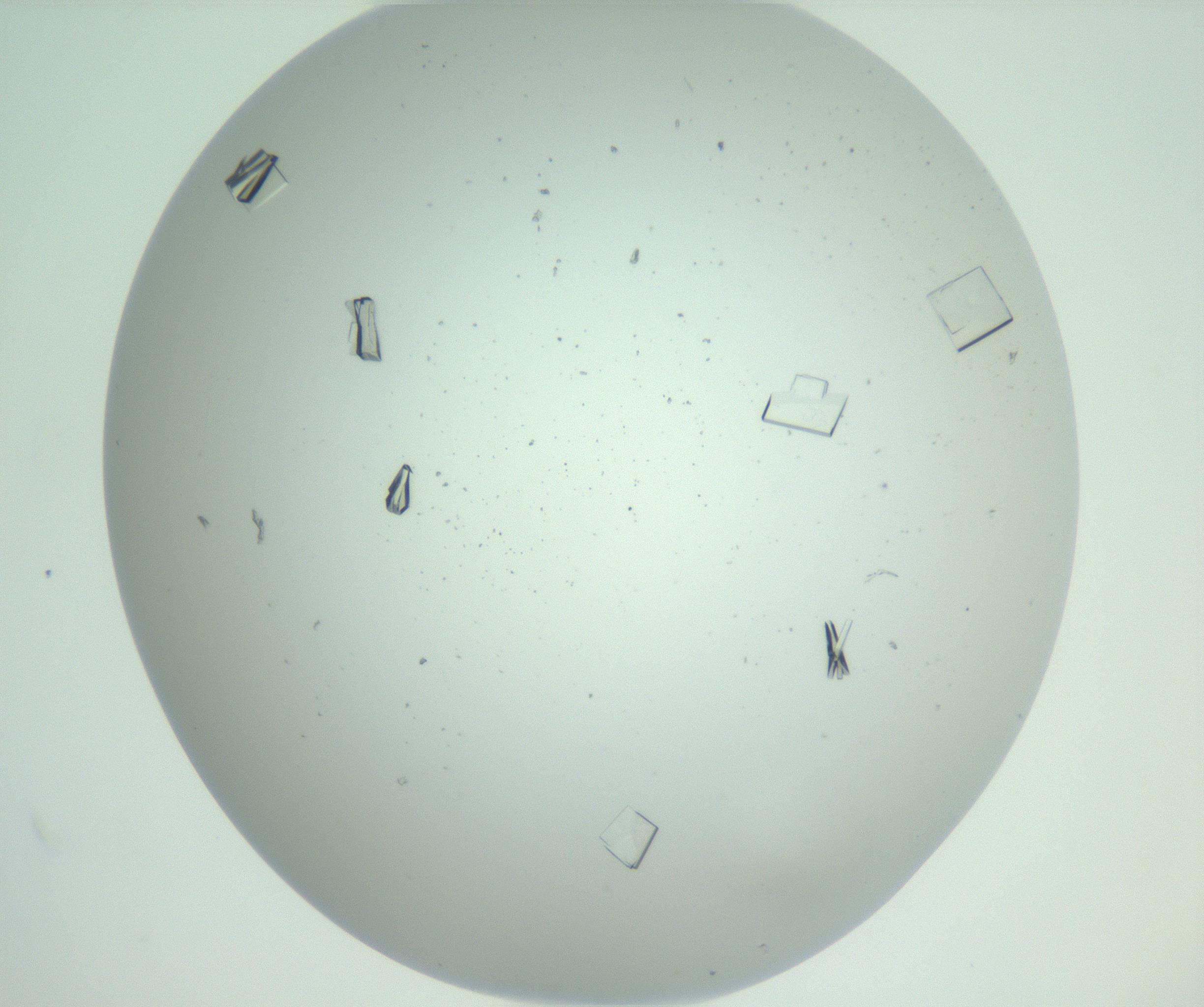 RI01_03_000_0212_Proj1_Clon1_MC_0000MC102857_007_161020_10_08_02_00_99_002_001_RAI.jpg