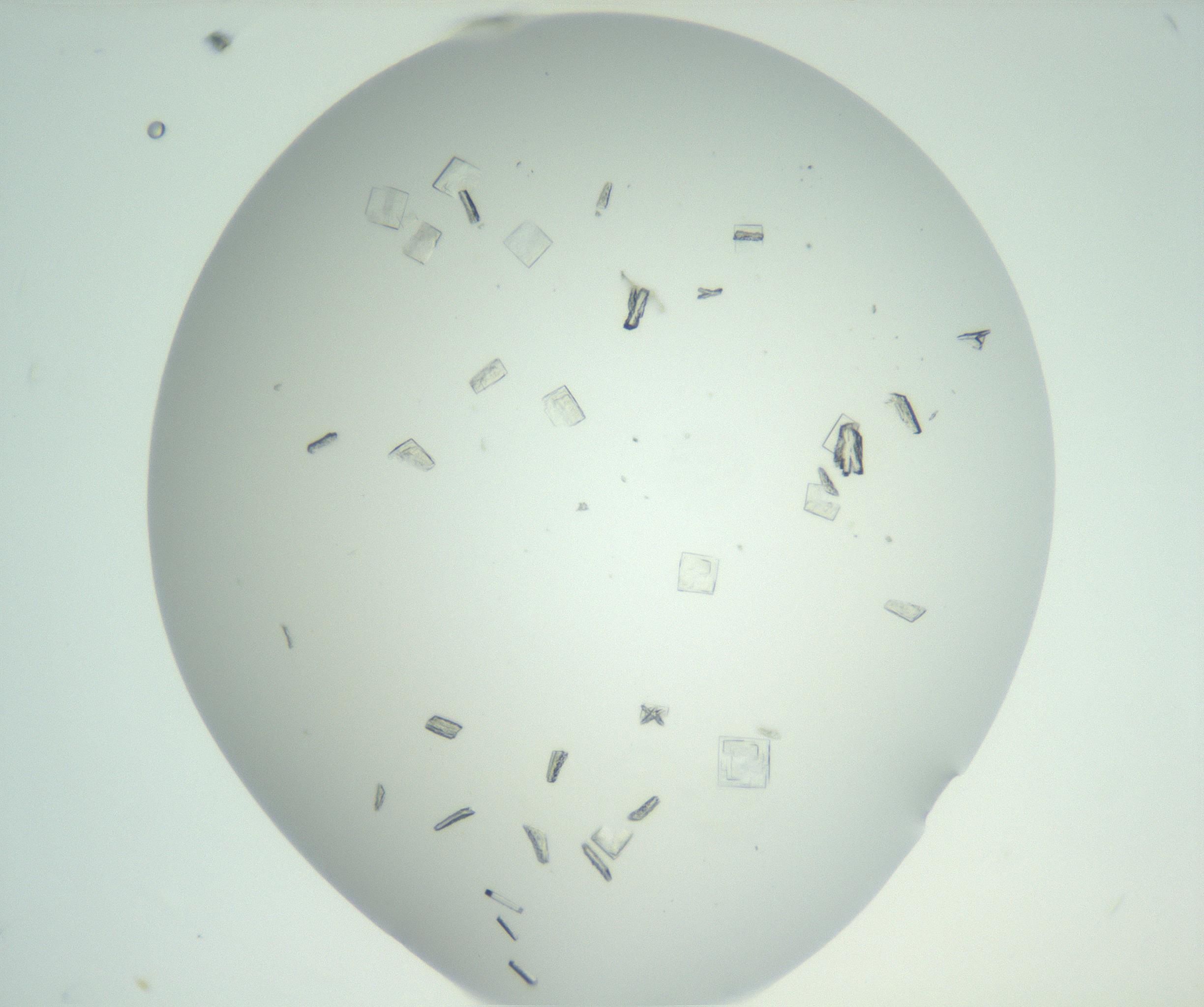 RI01_03_000_0212_Proj1_Clon1_MC_0000MC102857_007_161020_12_01_02_00_99_002_001_RAI.jpg