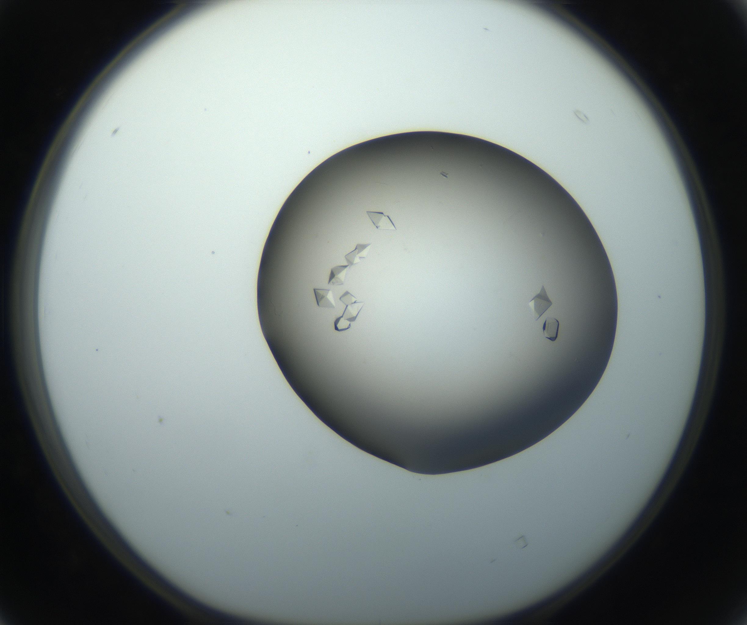 RI01_03_000_0212_Proj1_Clon1_MC_0000MC102861_002_161007_04_04_01_00_99_002_001_RAI.jpg
