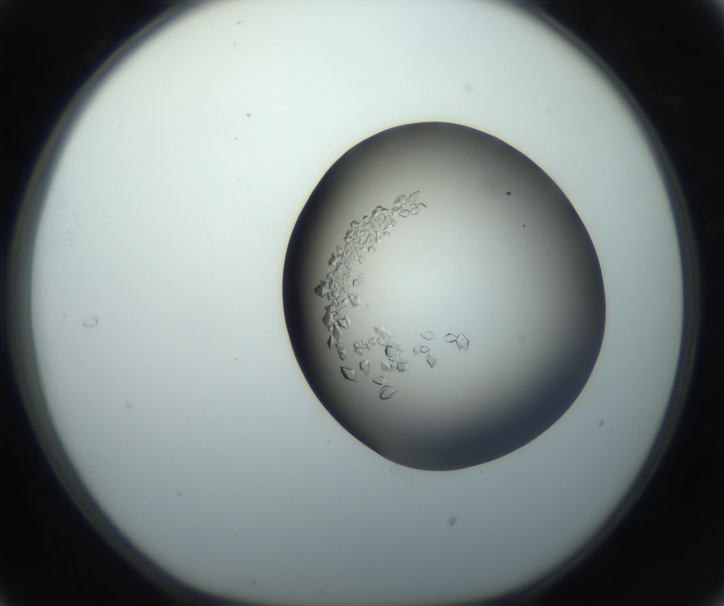 RI01_03_000_0212_Proj1_Clon1_MC_0000MC102861_002_161007_05_03_01_00_99_002_001_RAI.jpg