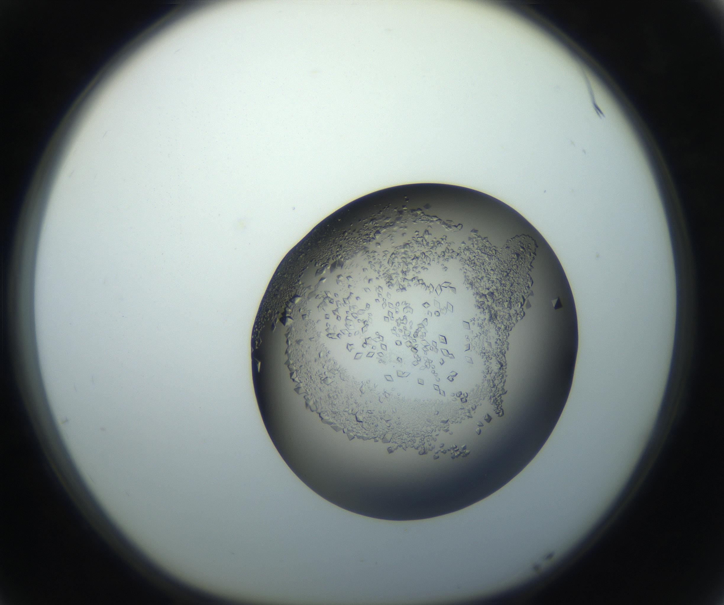 RI01_03_000_0212_Proj1_Clon1_MC_0000MC102861_002_161007_05_07_01_00_99_002_001_RAI.jpg