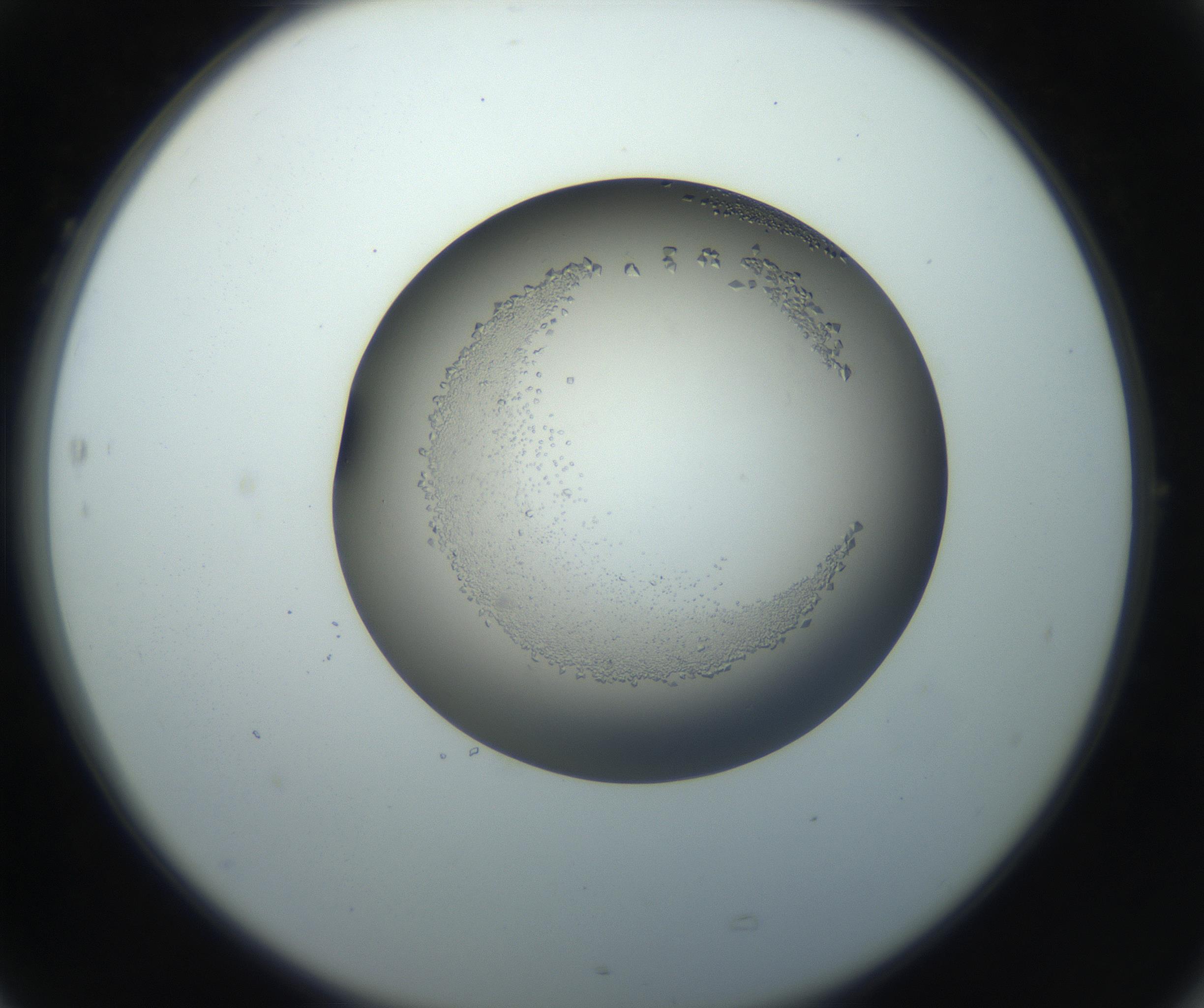 RI01_03_000_0212_Proj1_Clon1_MC_0000MC102861_002_161007_05_07_02_00_99_002_001_RAI.jpg