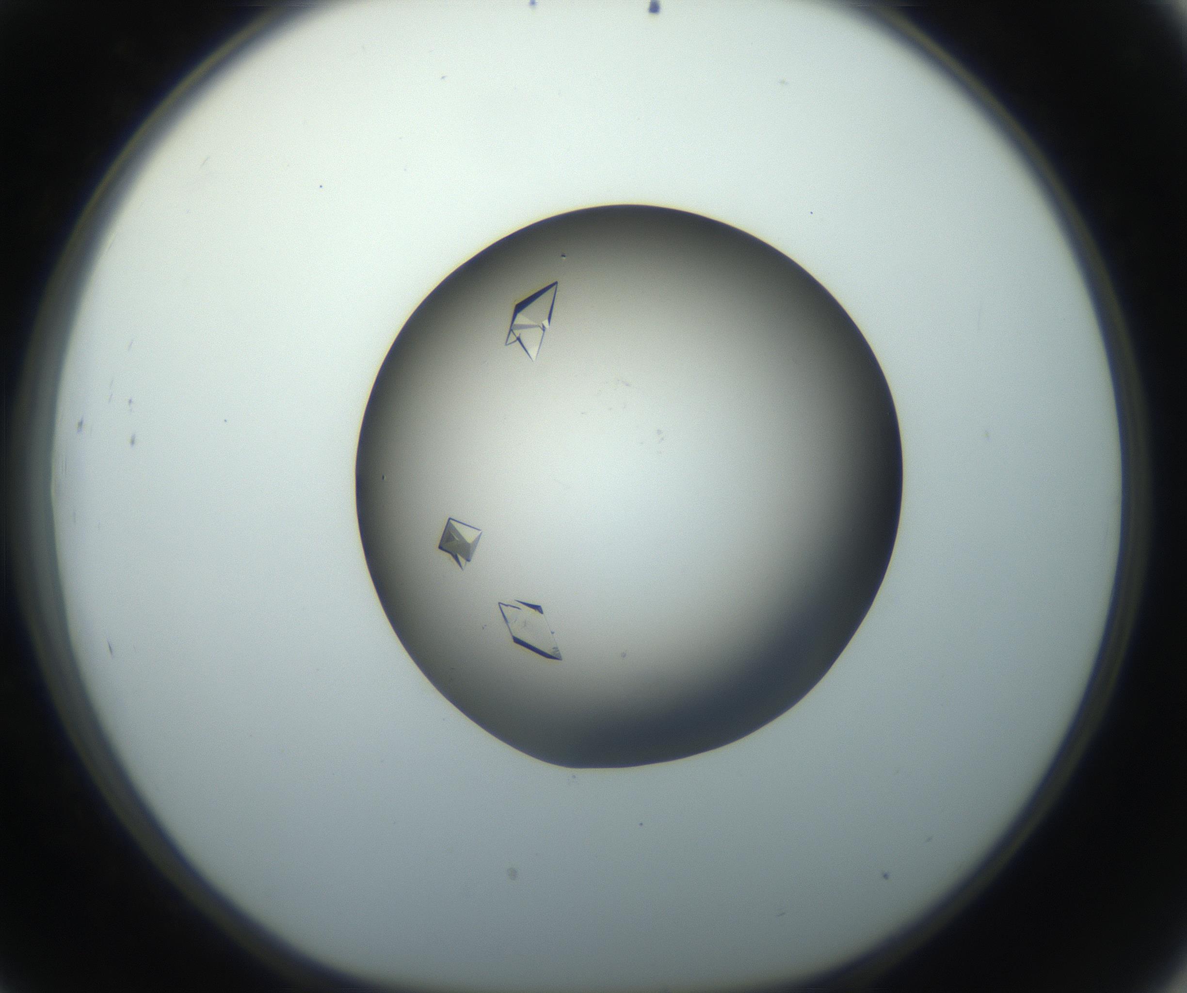 RI01_03_000_0212_Proj1_Clon1_MC_0000MC102861_002_161007_09_04_01_00_99_002_001_RAI.jpg