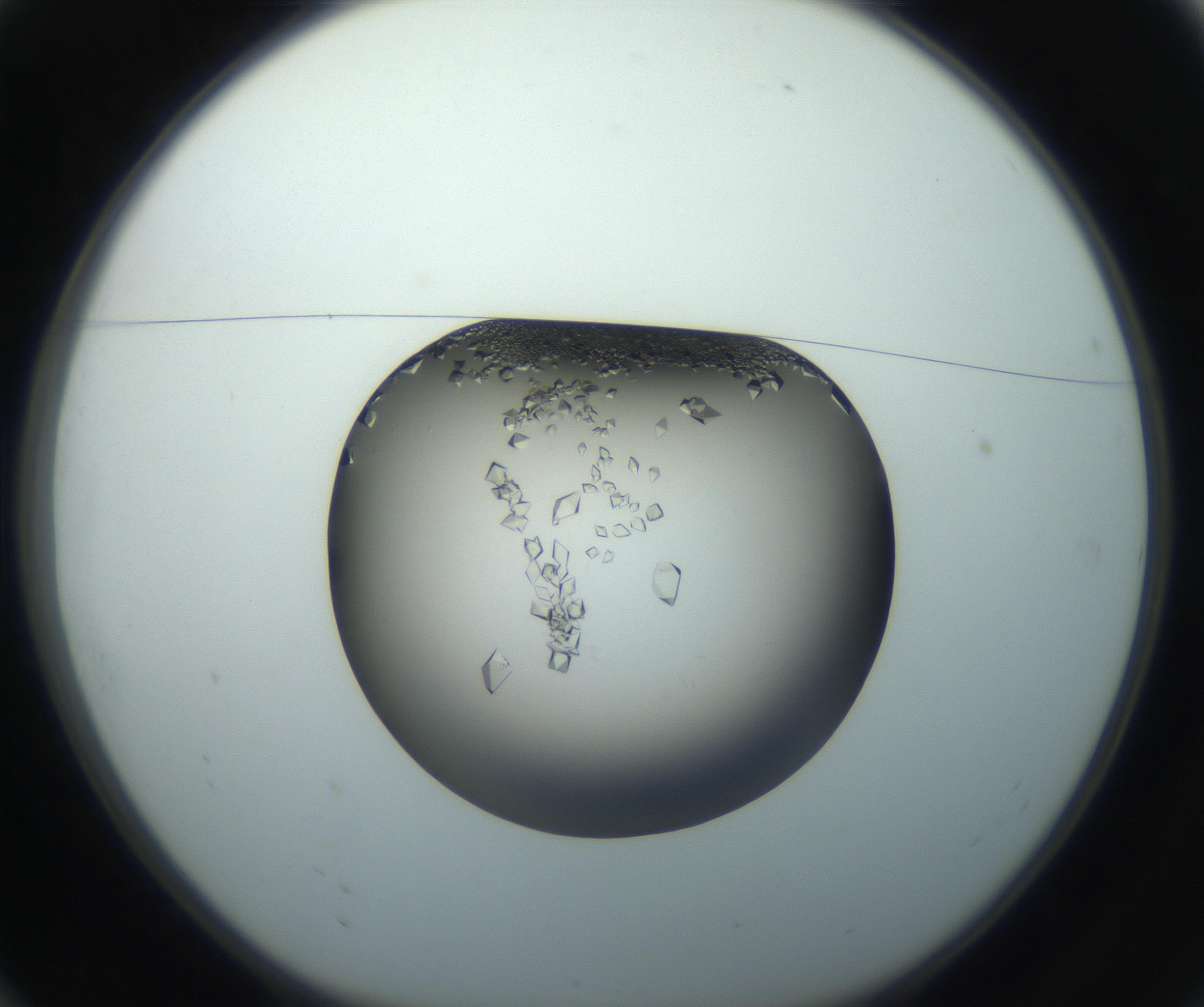 RI01_03_000_0212_Proj1_Clon1_MC_0000MC102861_002_161007_10_01_01_00_99_002_001_RAI.jpg
