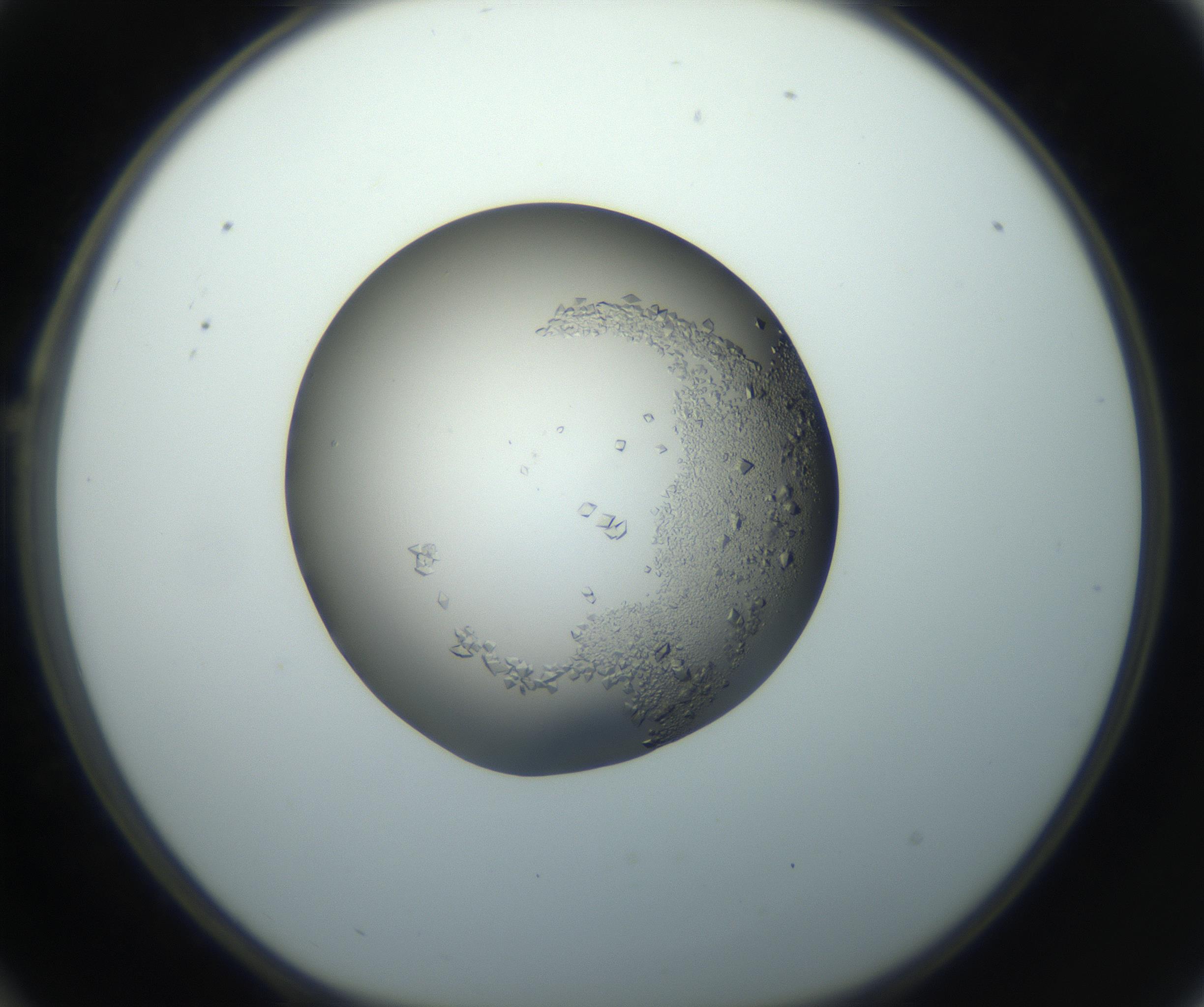 RI01_03_000_0212_Proj1_Clon1_MC_0000MC102861_002_161007_10_02_01_00_99_002_001_RAI.jpg