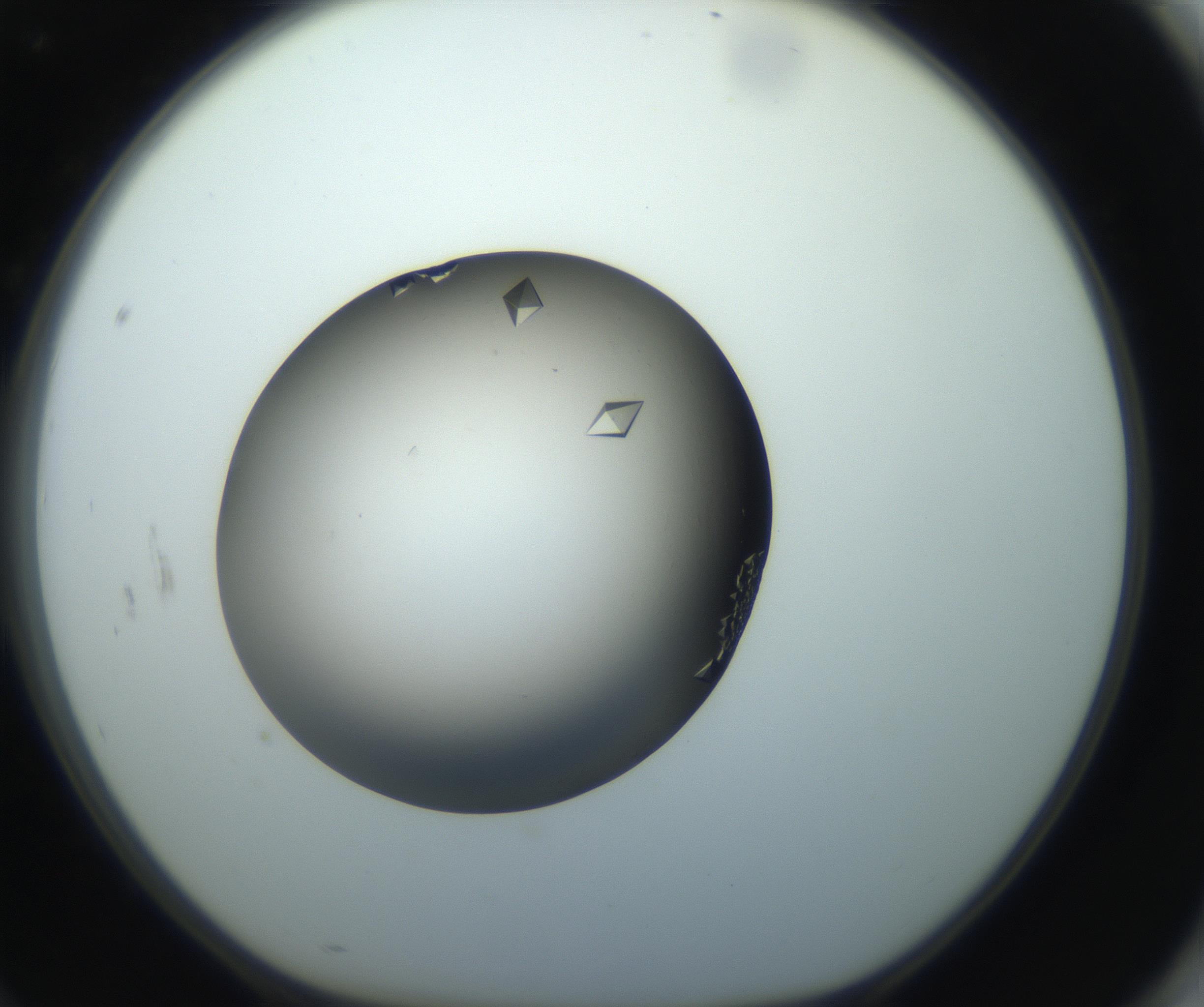 RI01_03_000_0212_Proj1_Clon1_MC_0000MC102861_002_161007_10_08_01_00_99_002_001_RAI.jpg