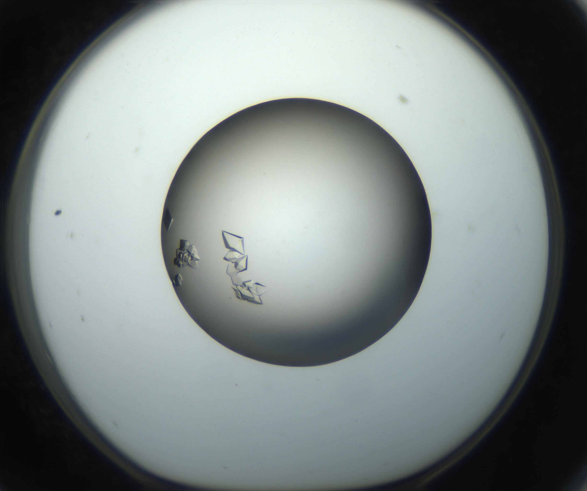 RI01_03_000_0212_Proj1_Clon1_MC_0000MC102861_002_161007_11_05_01_00_99_002_001_RAI.jpg