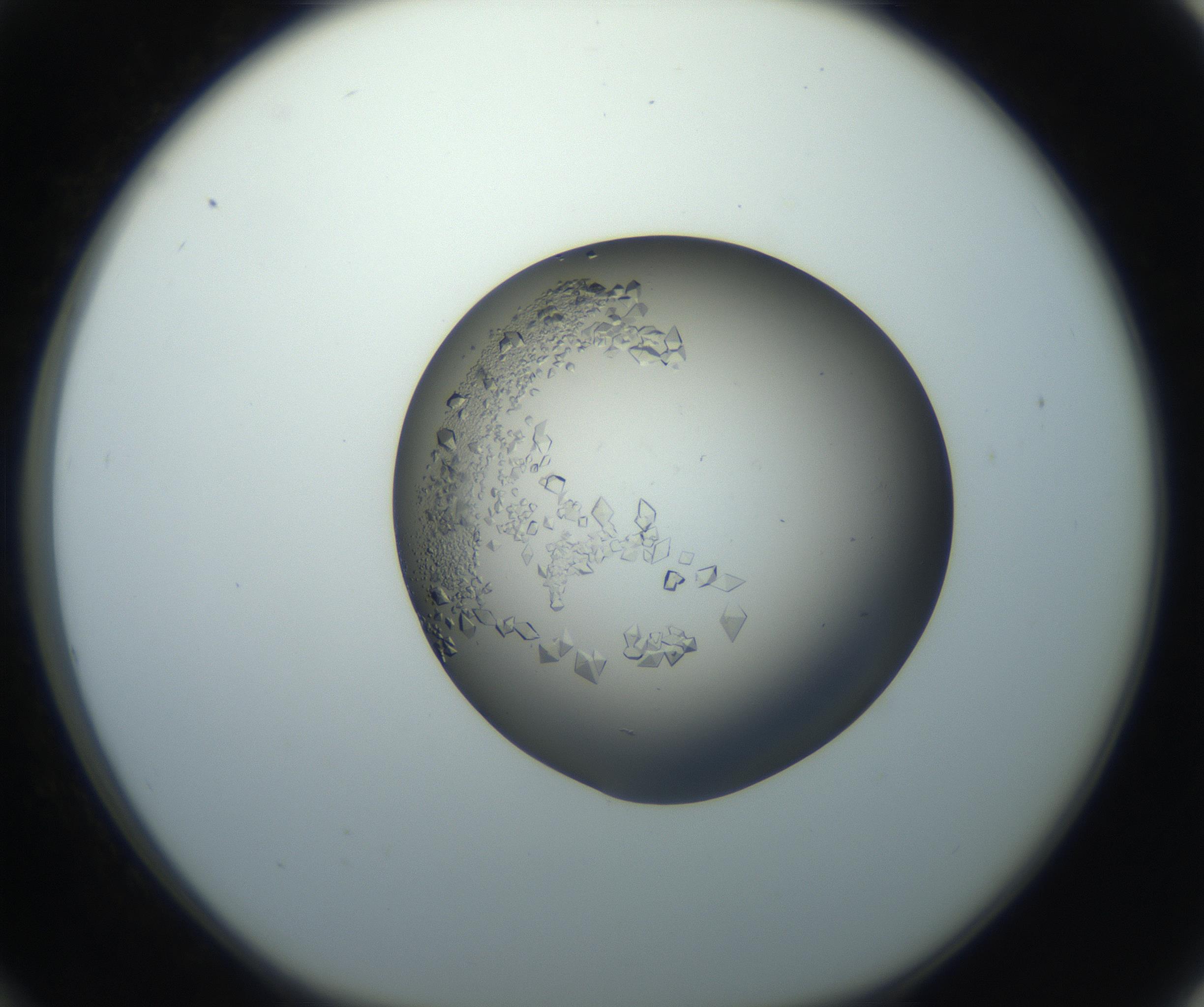 RI01_03_000_0212_Proj1_Clon1_MC_0000MC102861_002_161007_12_03_01_00_99_002_001_RAI.jpg