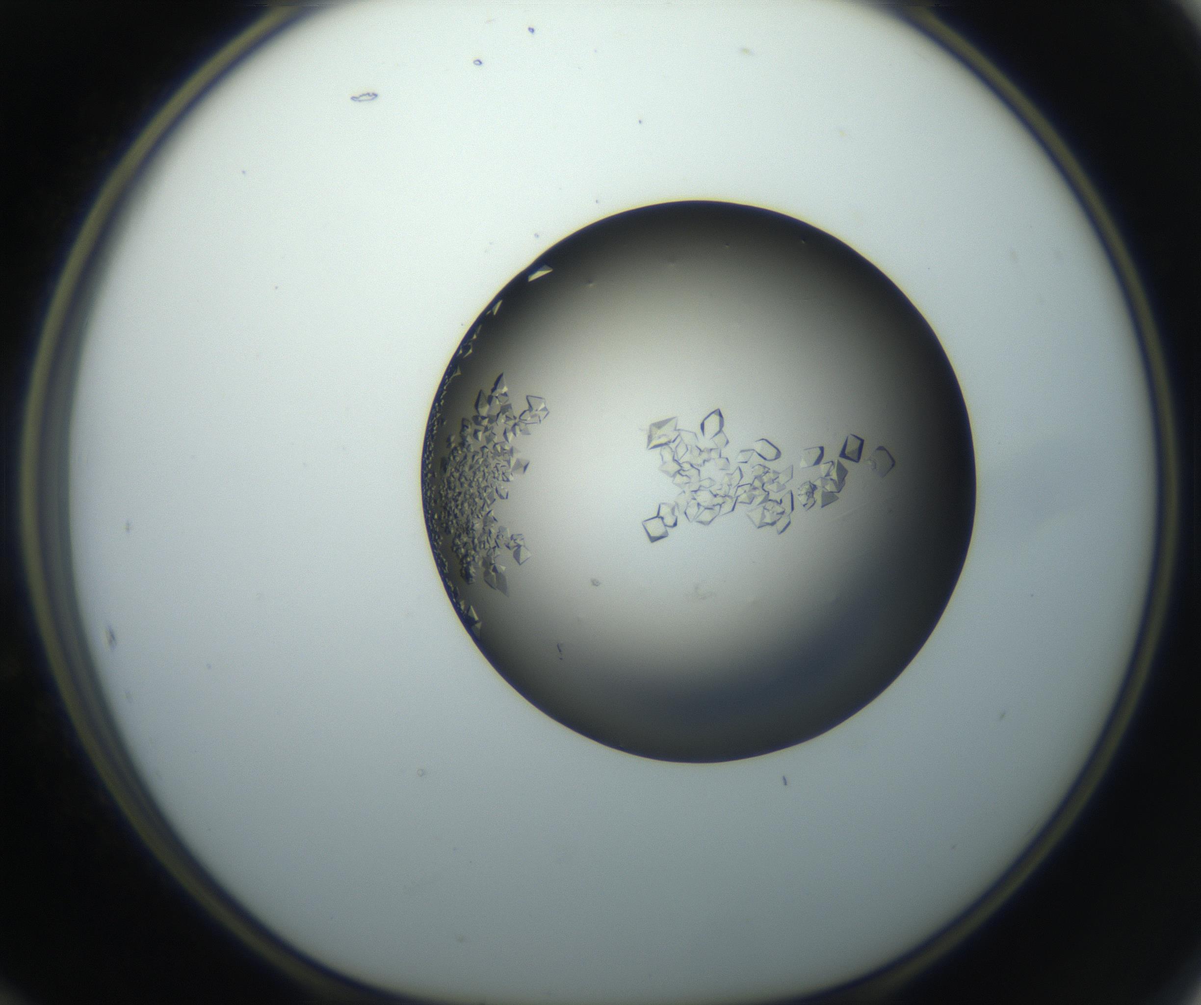 RI01_03_000_0212_Proj1_Clon1_MC_0000MC102861_002_161007_12_05_01_00_99_002_001_RAI.jpg