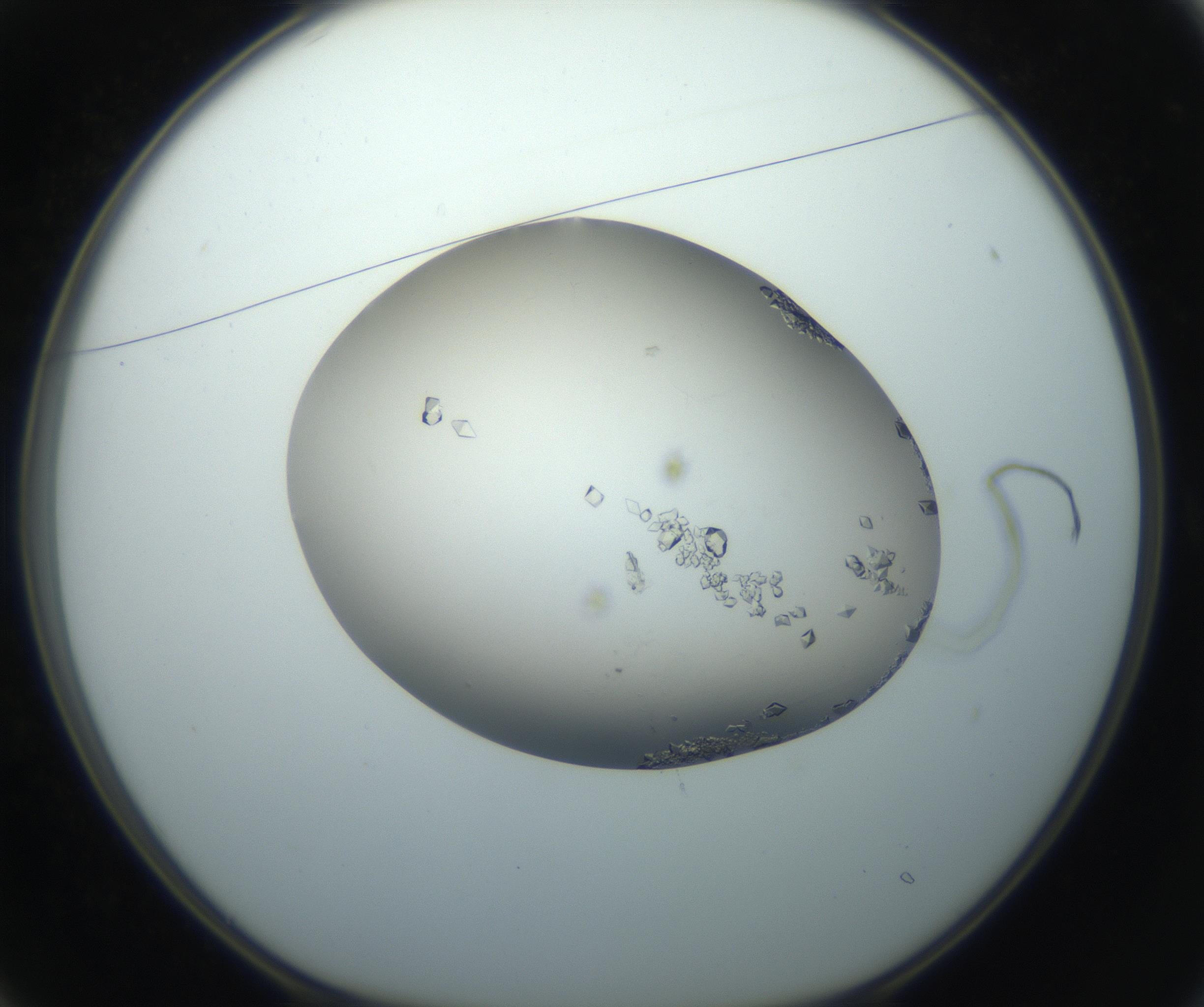 RI01_03_000_0212_Proj1_Clon1_MC_0000MC102862_002_161007_01_02_01_00_99_002_001_RAI.jpg