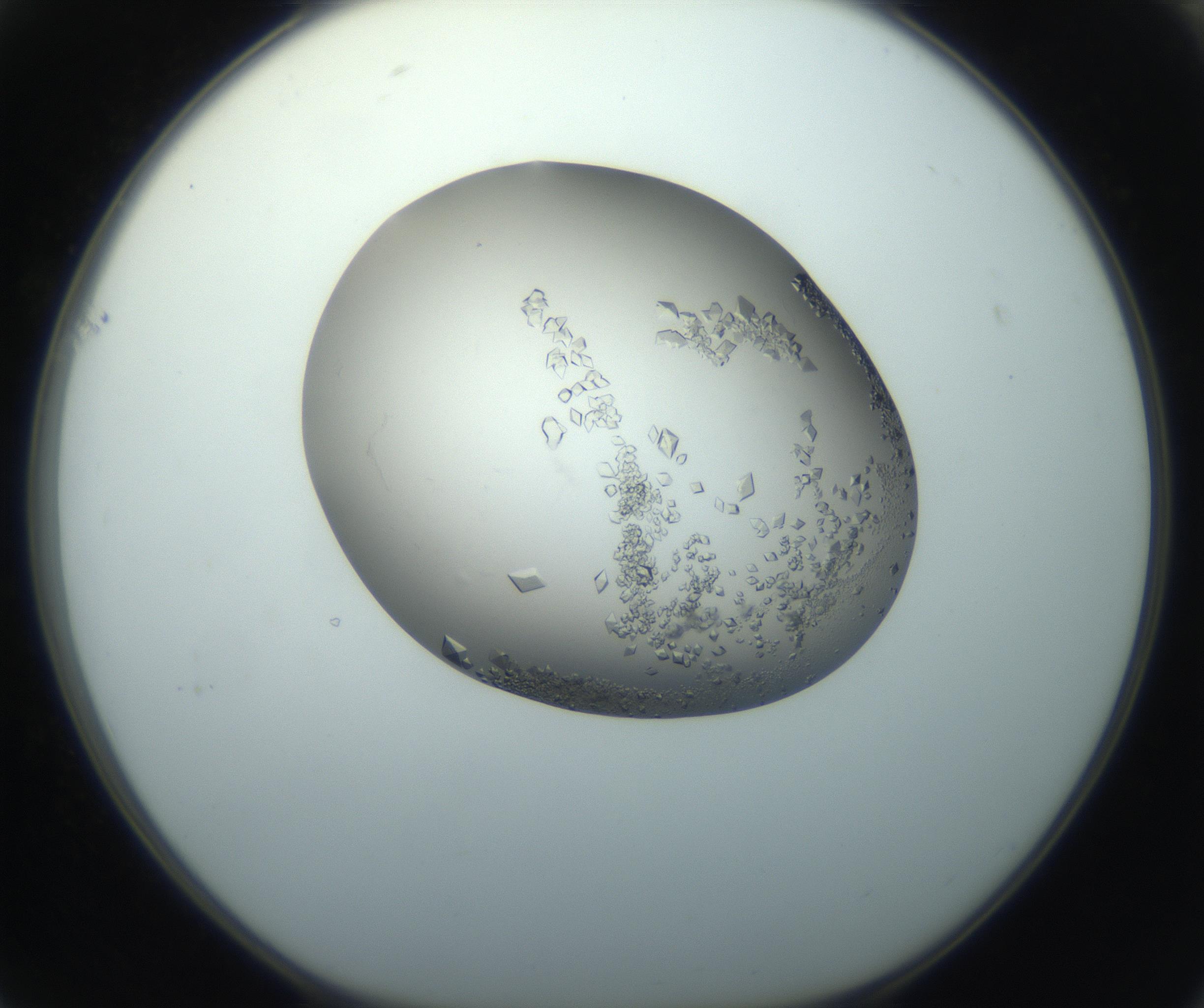 RI01_03_000_0212_Proj1_Clon1_MC_0000MC102862_002_161007_01_06_01_00_99_002_001_RAI.jpg